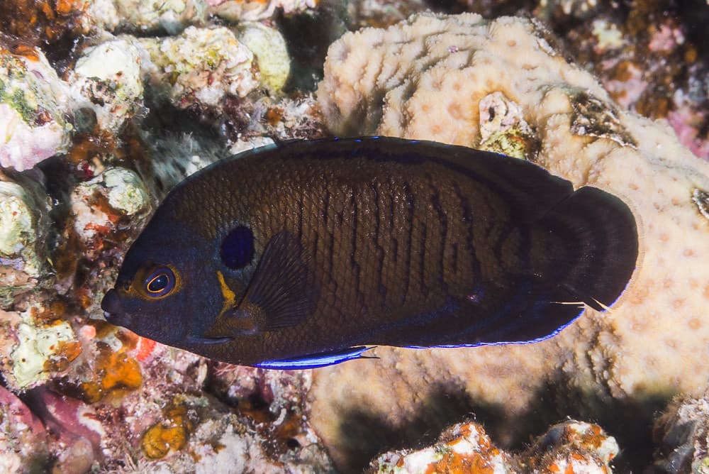 Dusky Angelfish (Centropyge multispinis)