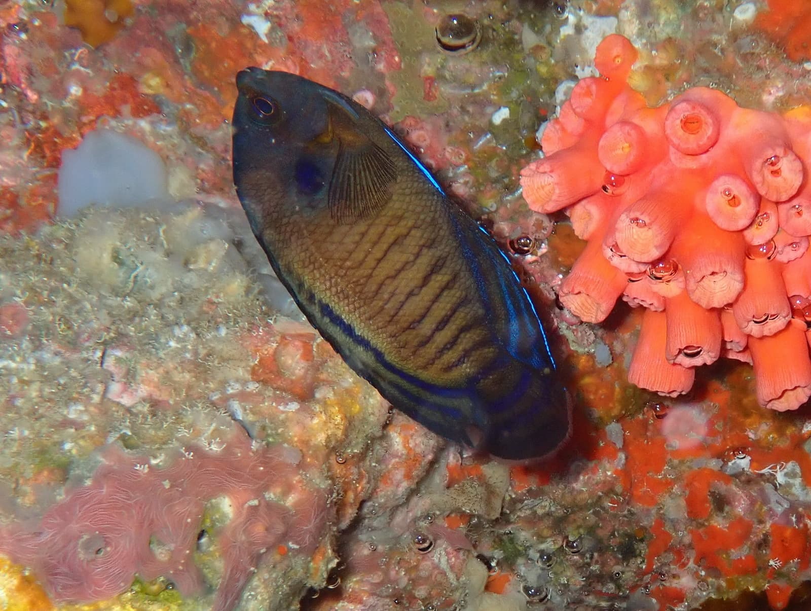 Dusky Angelfish (Centropyge multispinis), Maldives