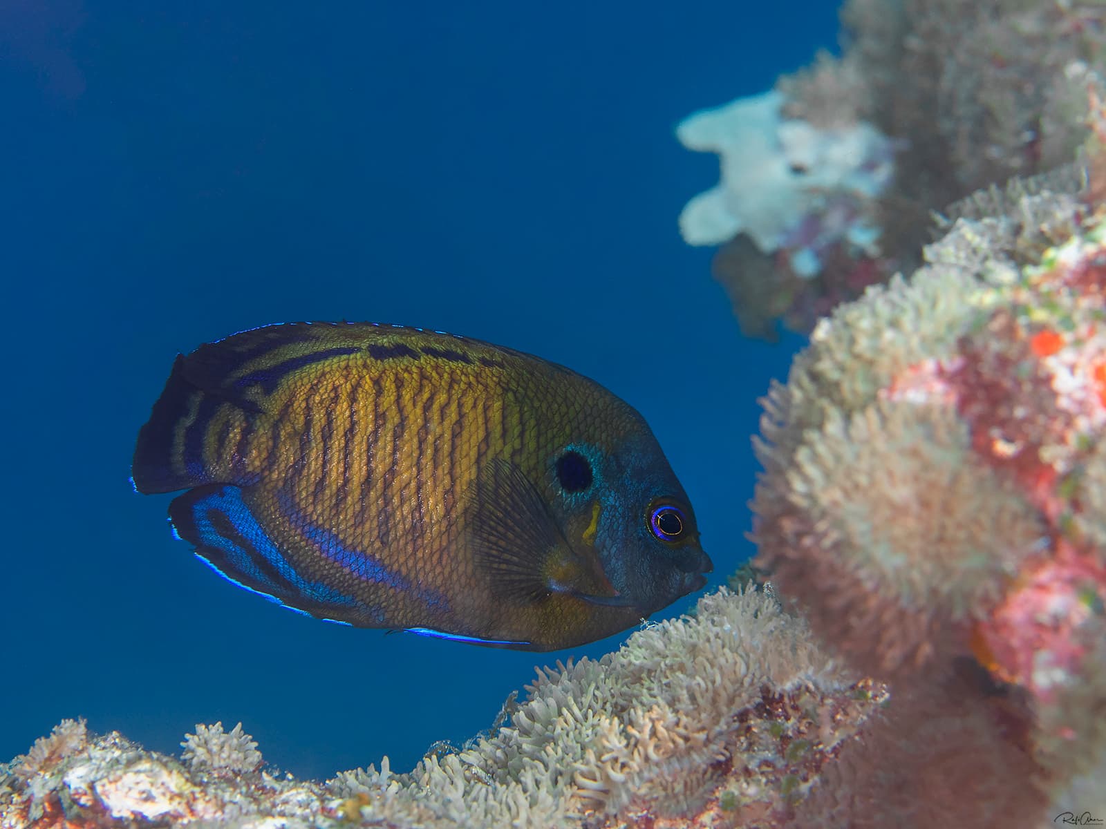 Dusky Angelfish (Centropyge multispinis), Maldives