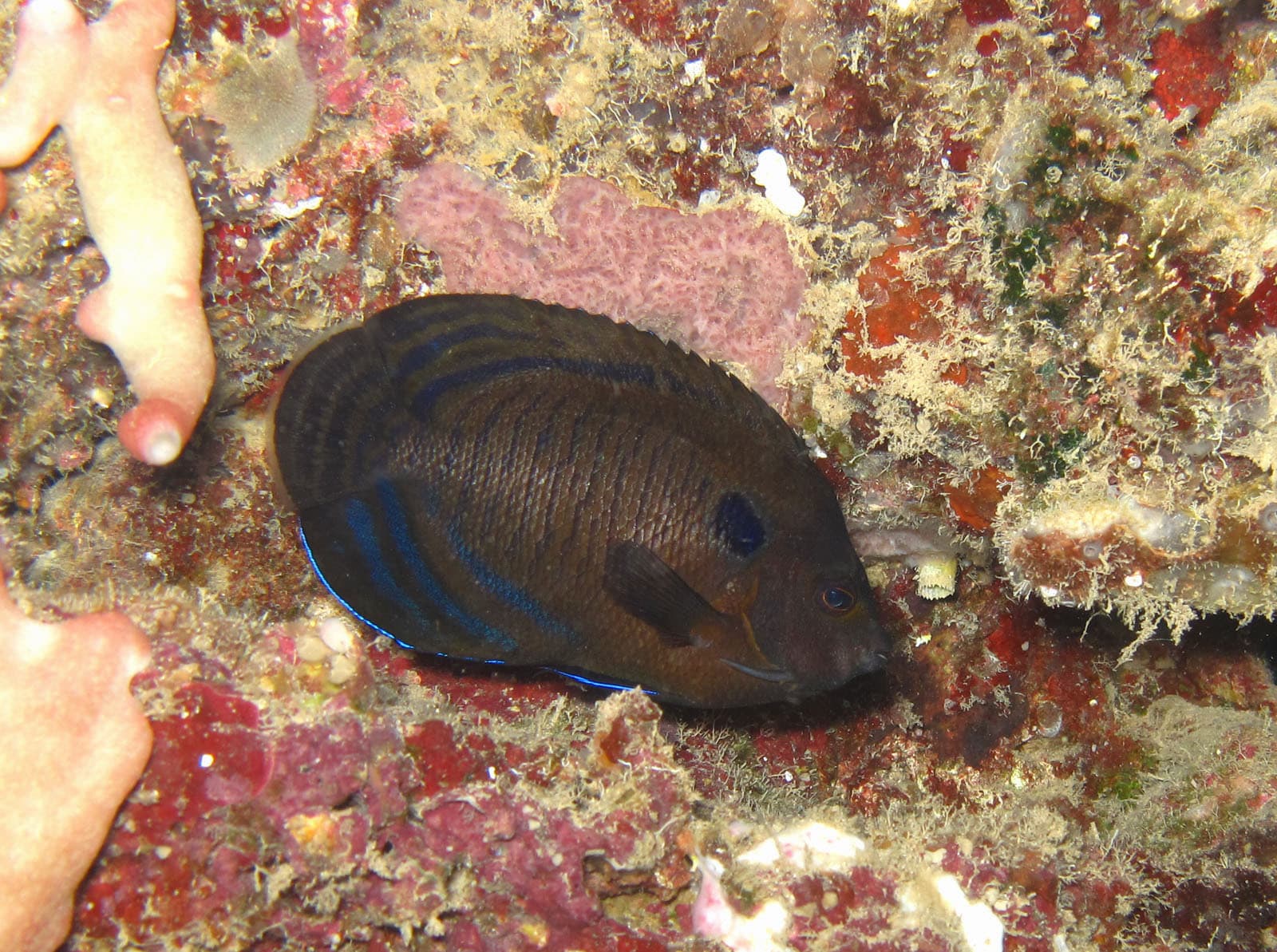 Dusky Angelfish (Centropyge multispinis)