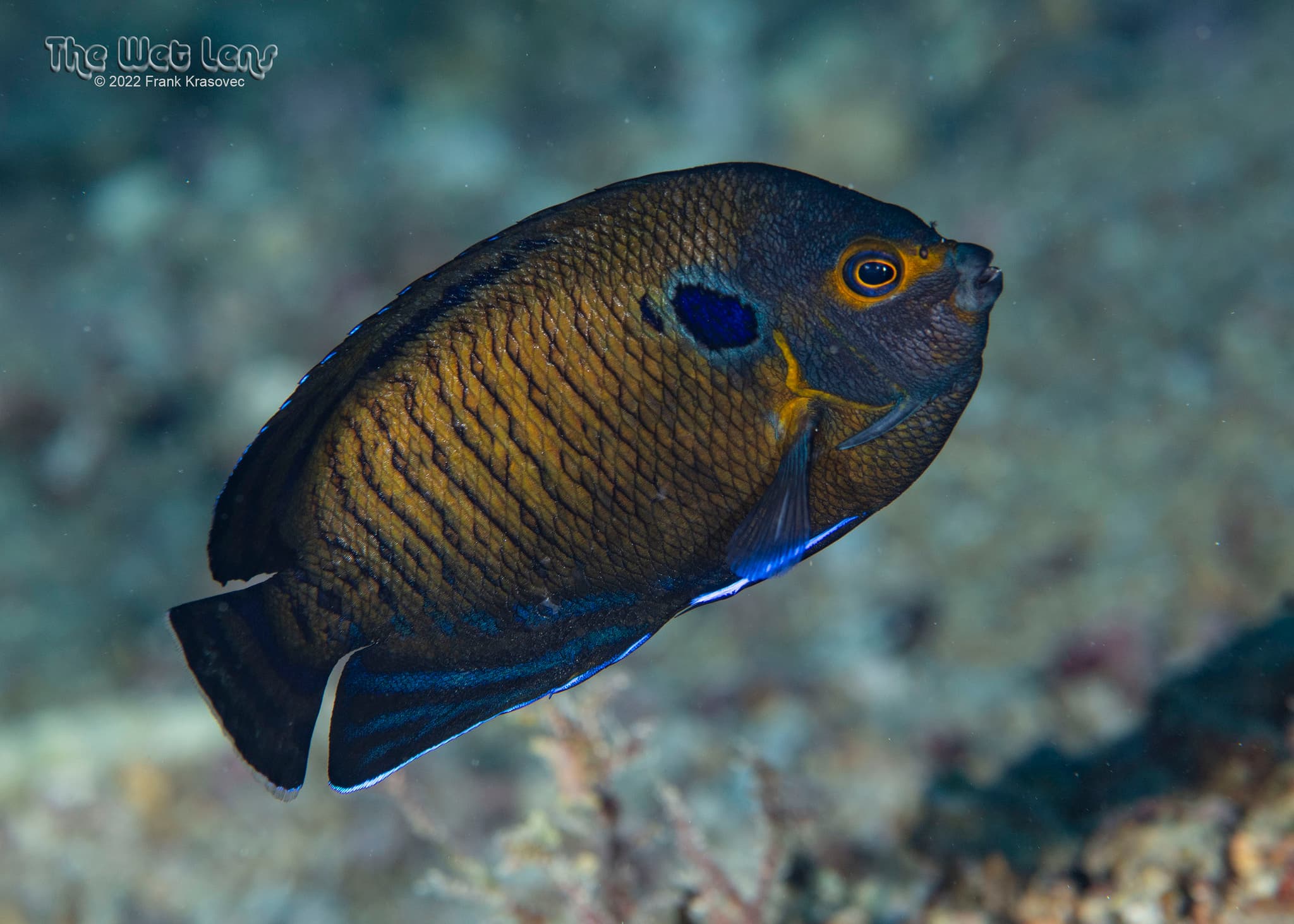 Dusky Angelfish (Centropyge multispinis), Egypt