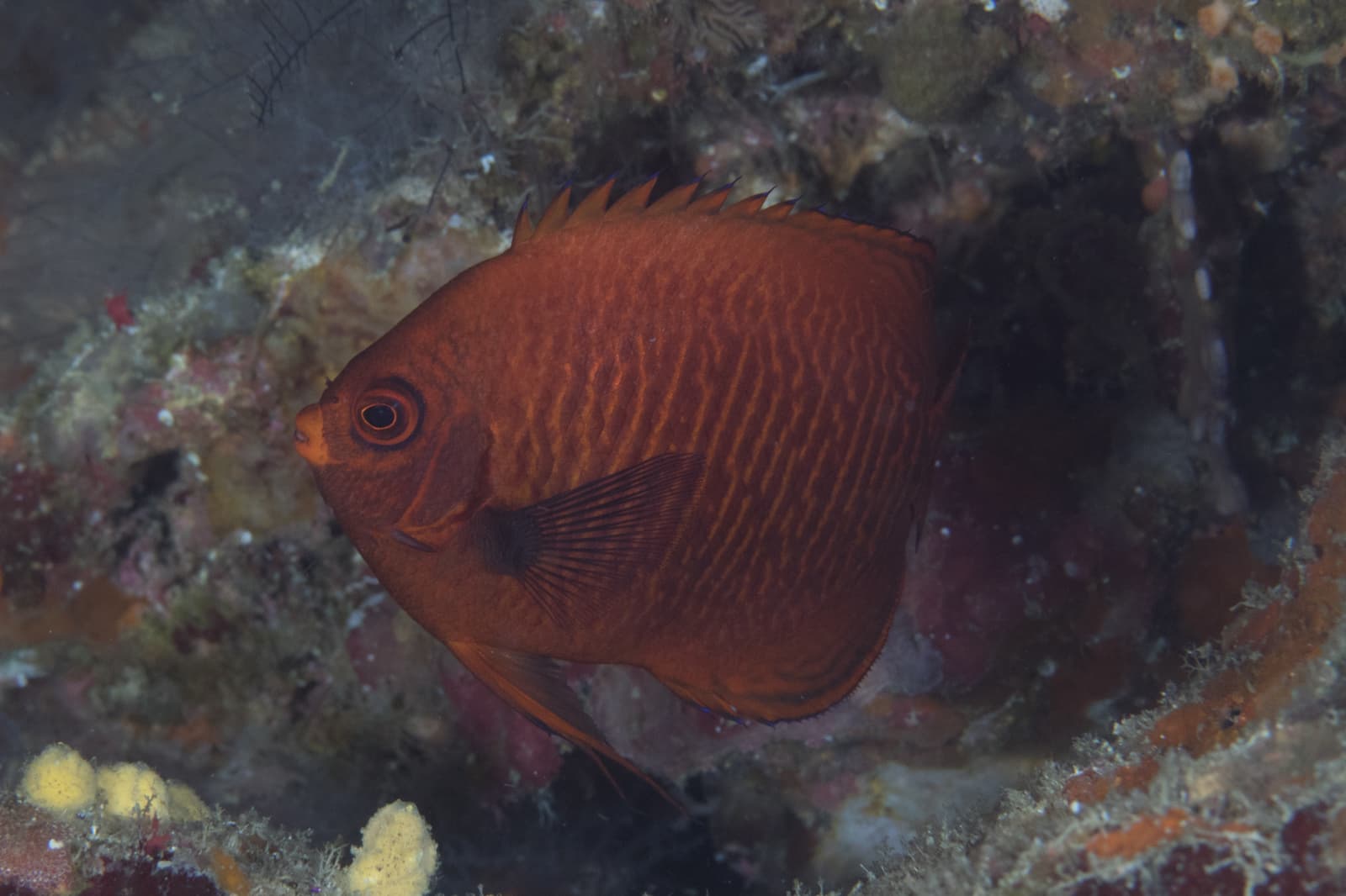 Golden Angelfish (Centropyge aurantia)