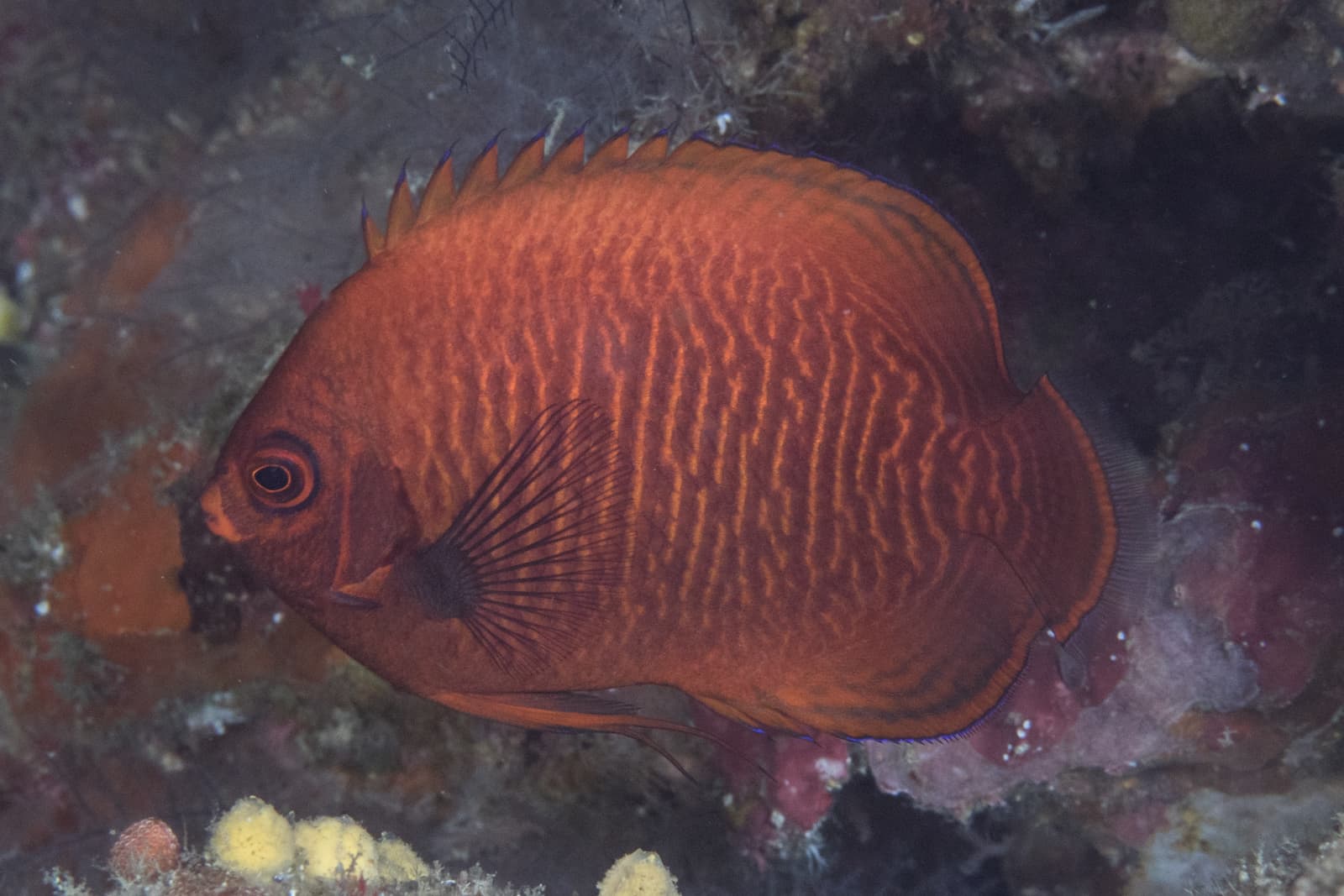 Golden Angelfish (Centropyge aurantia)