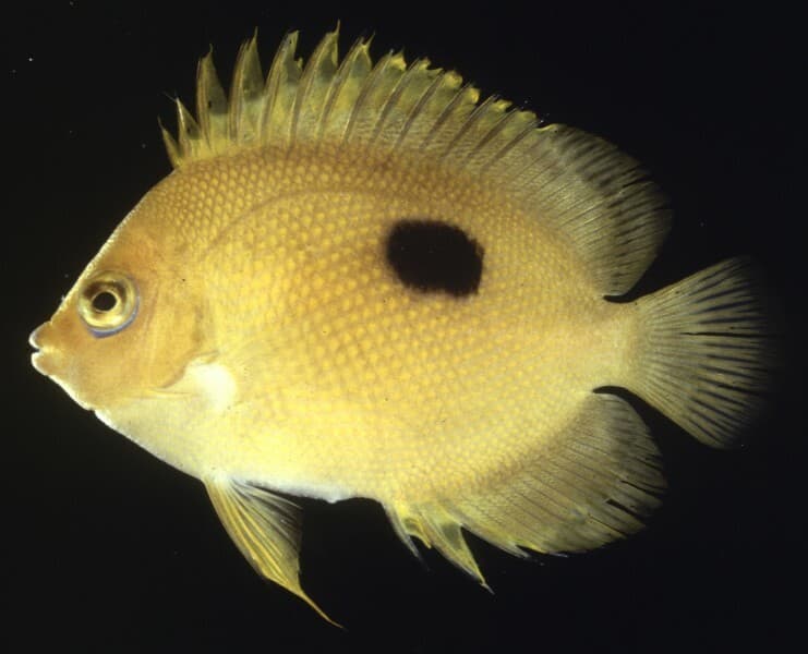 Narc Angelfish (Centropyge narcosis)