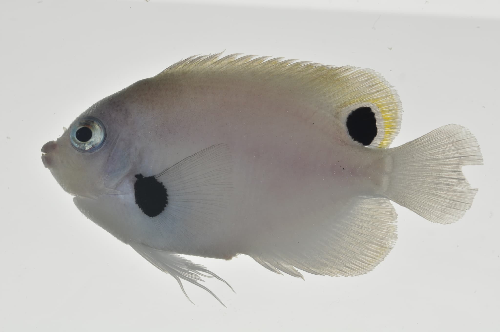 Blackspot Angelfish (Centropyge nigriocella)