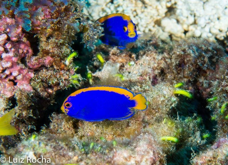 Resplendent Angelfish (Centropyge resplendens)