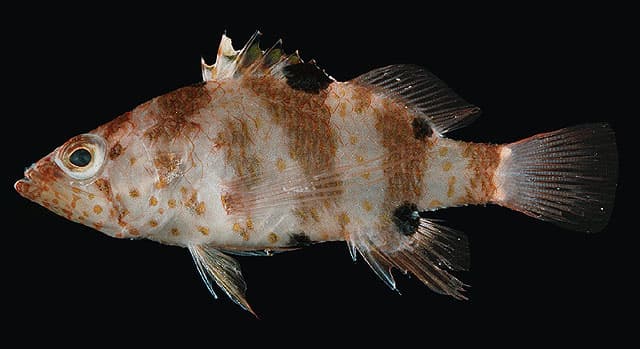 Fourmanoir's Perchlet (Plectranthias fourmanoiri)