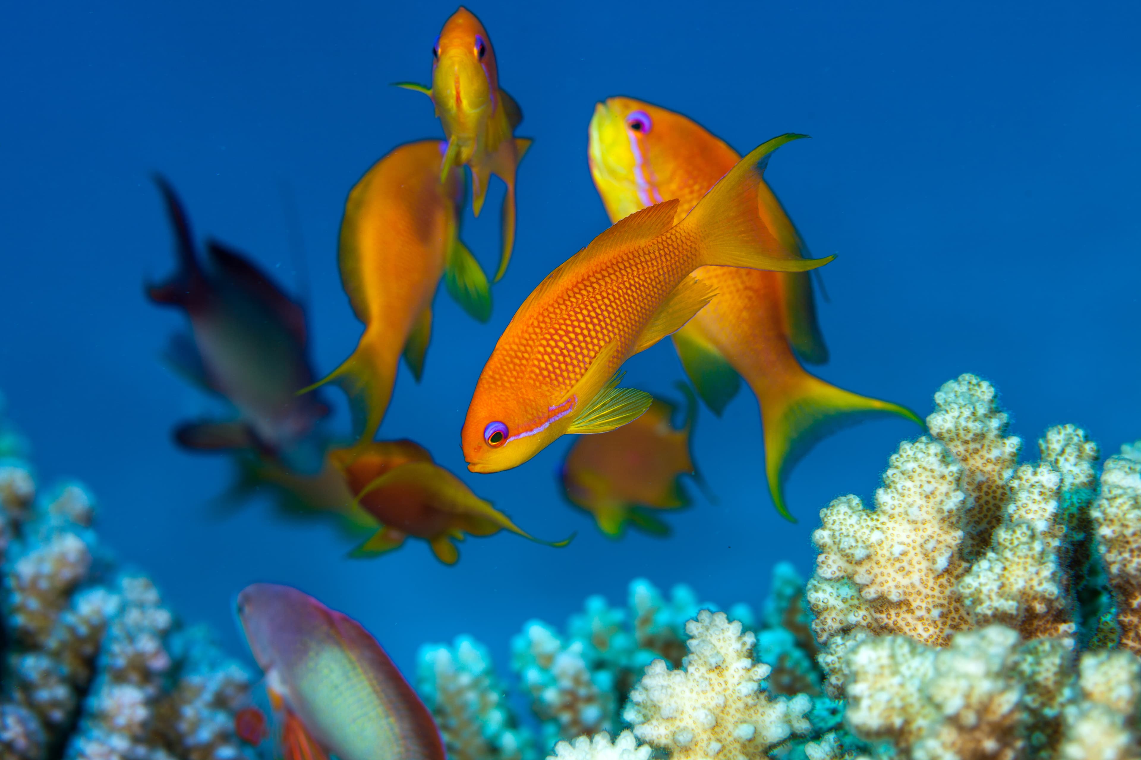 Lyretail Anthias (Pseudanthias squamipinnis)