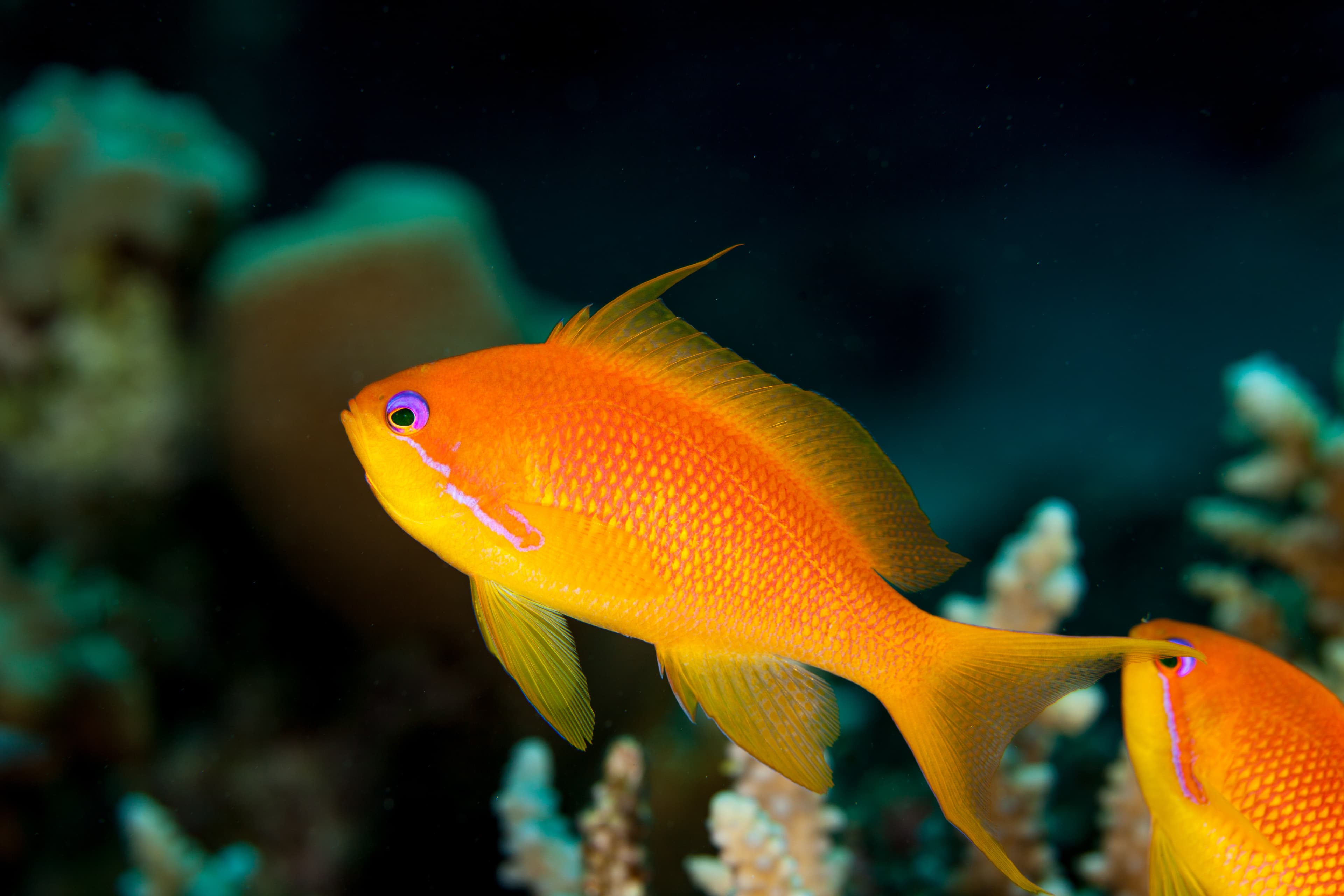 Lyretail Anthias (Pseudanthias squamipinnis)