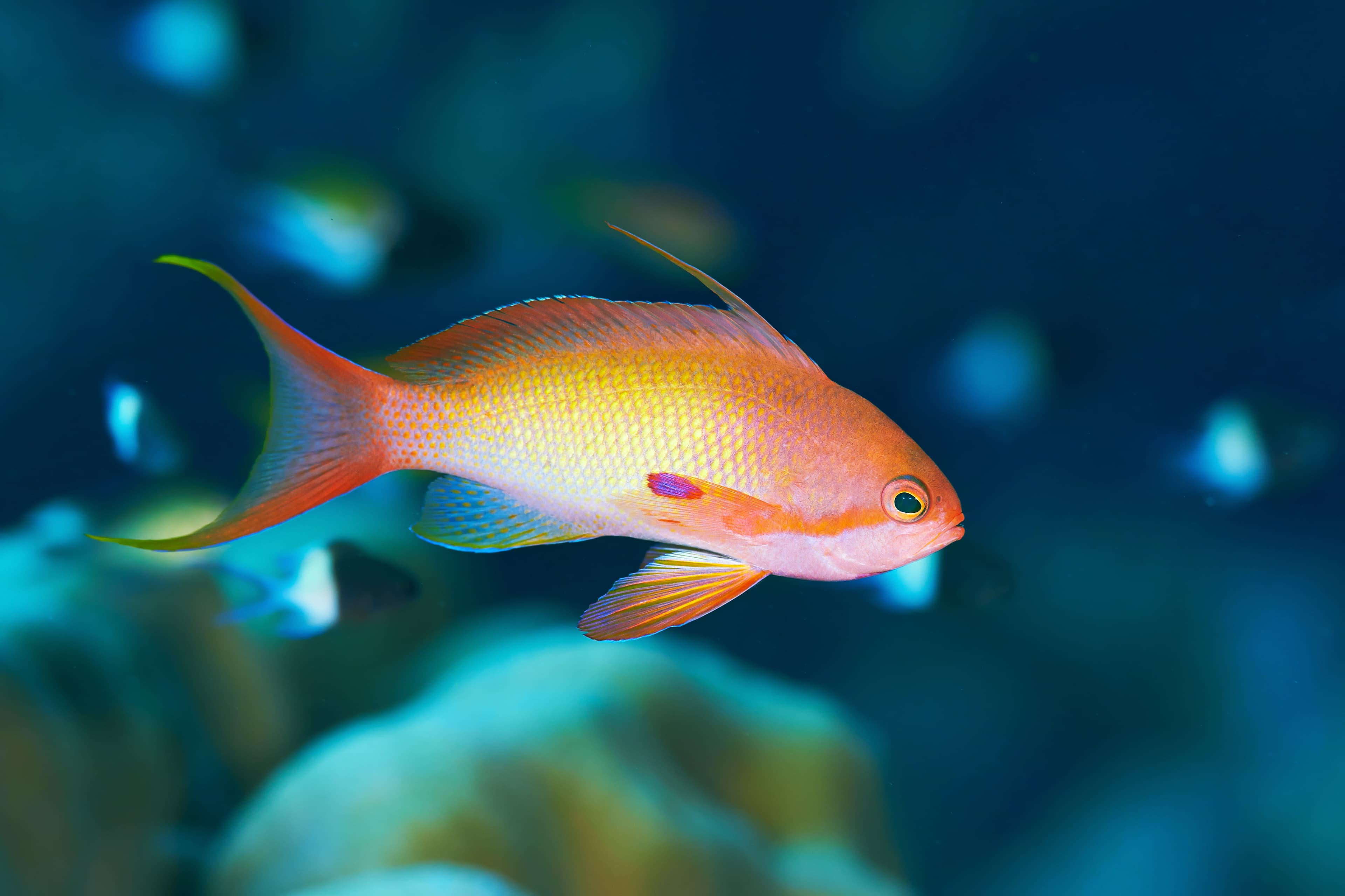 Lyretail Anthias (Pseudanthias squamipinnis) in the Red Sea, Egypt