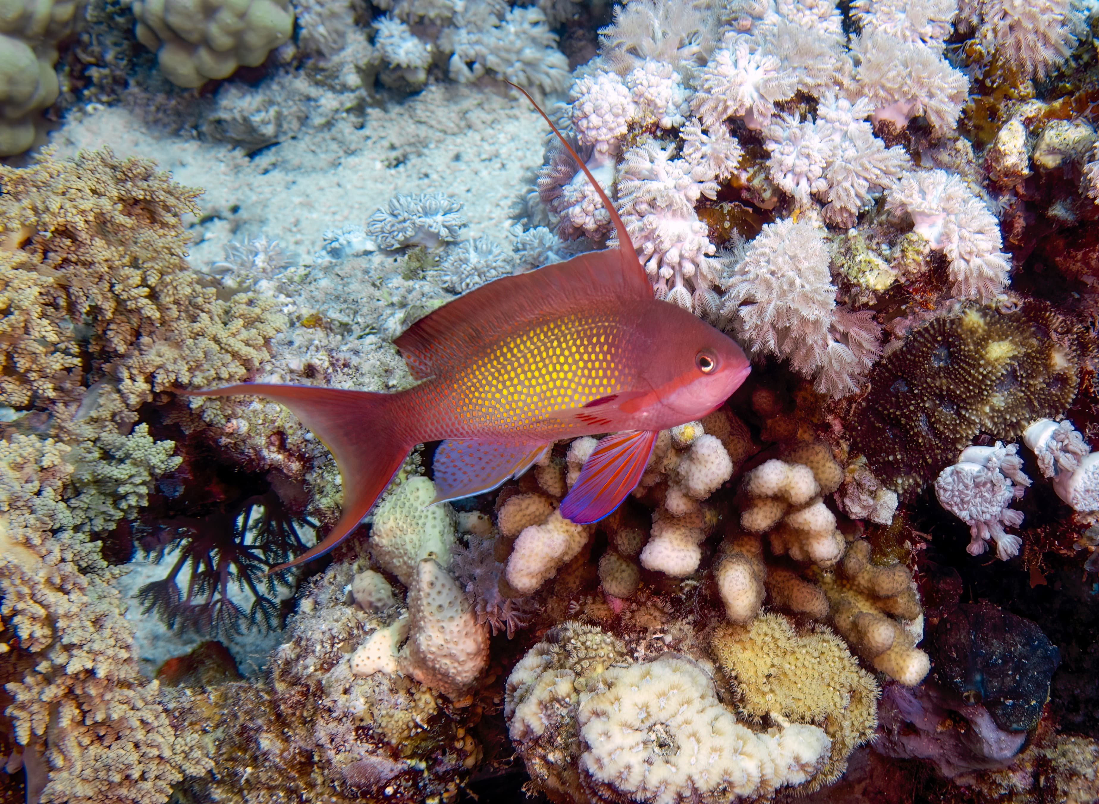 Male Lyretail Anthias (Pseudanthias squamipinnis) in the Red Sea, Egypt