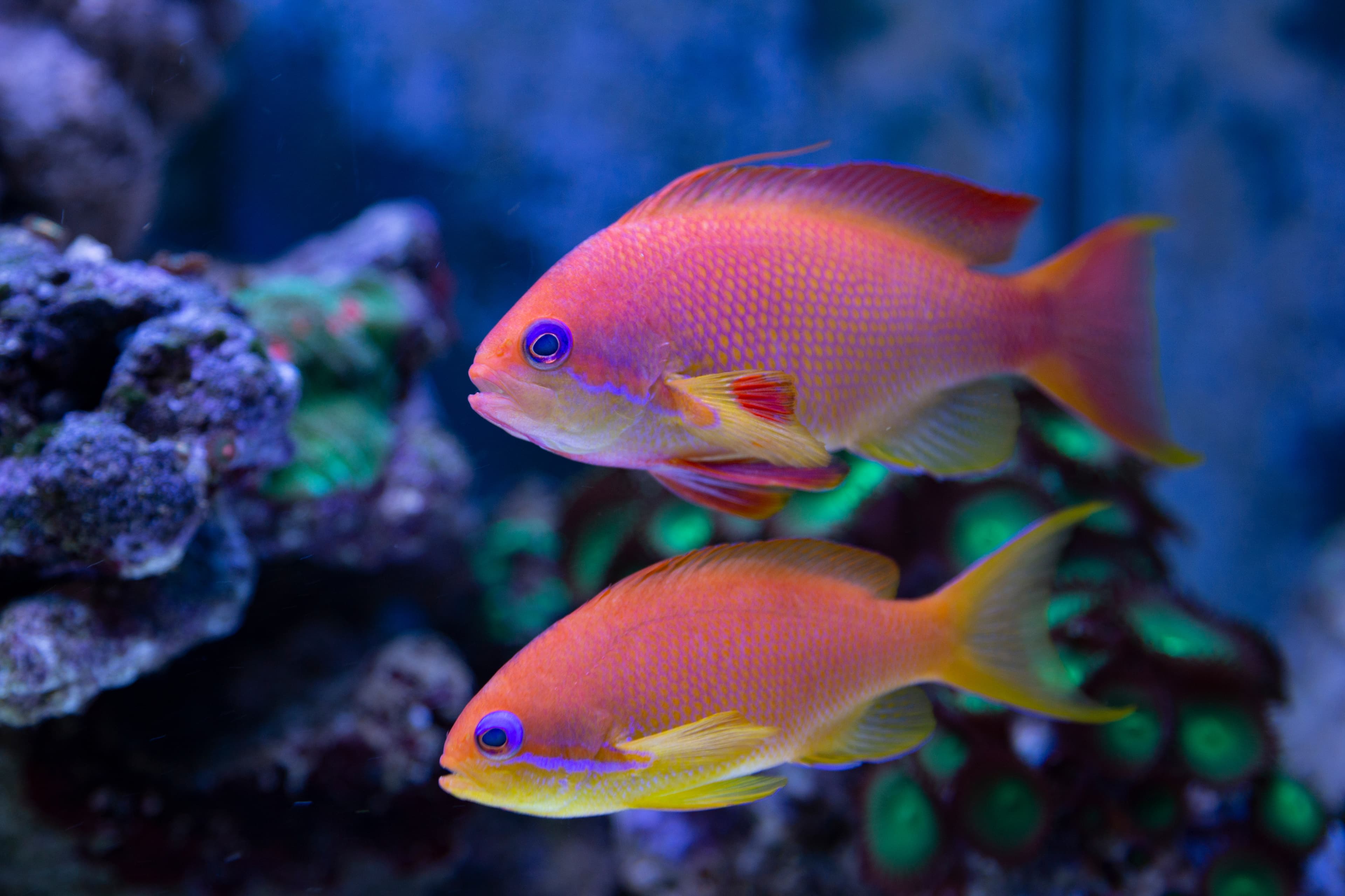 Lyretail Anthias (Pseudanthias squamipinnis)