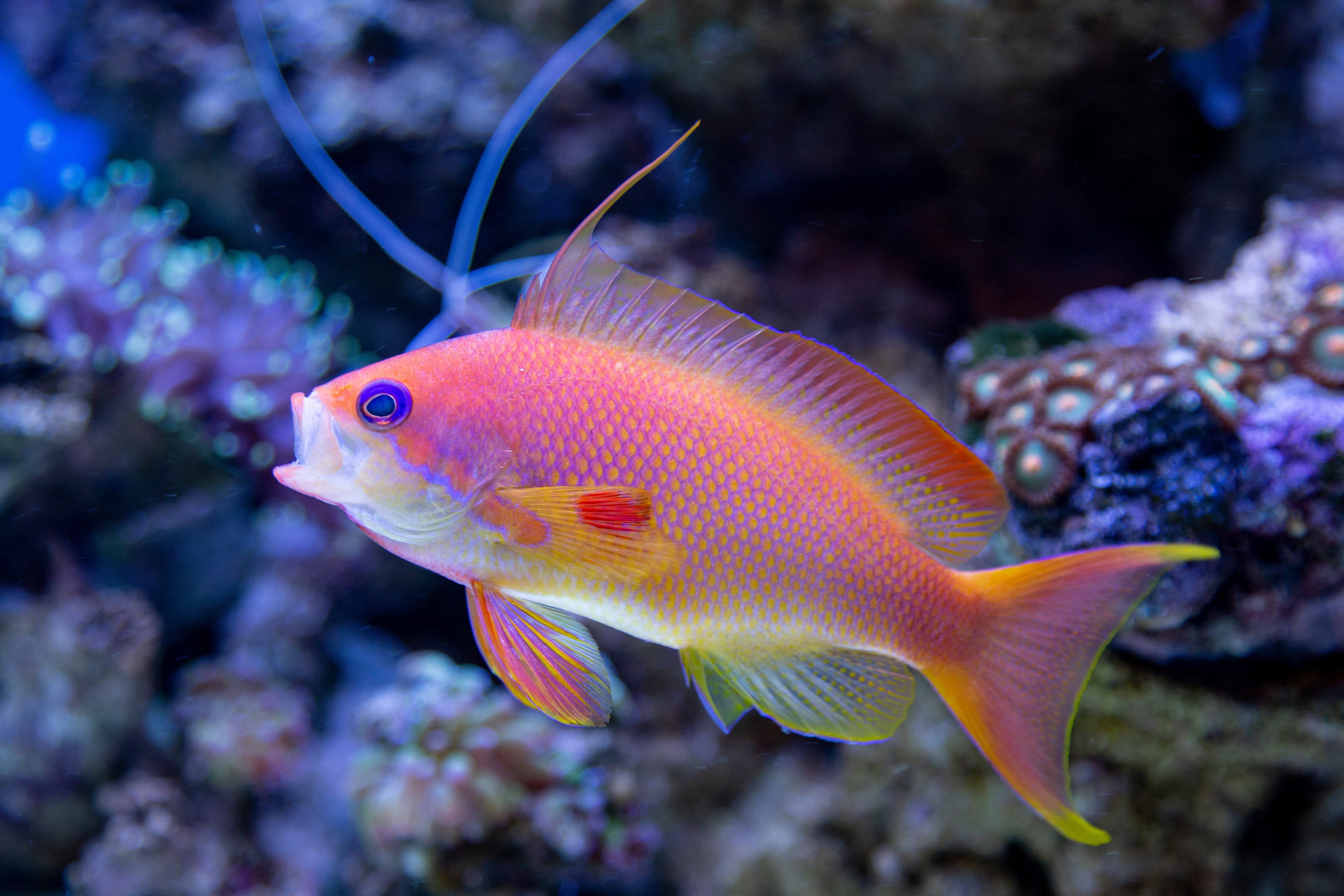 Lyretail Anthias (Pseudanthias squamipinnis)