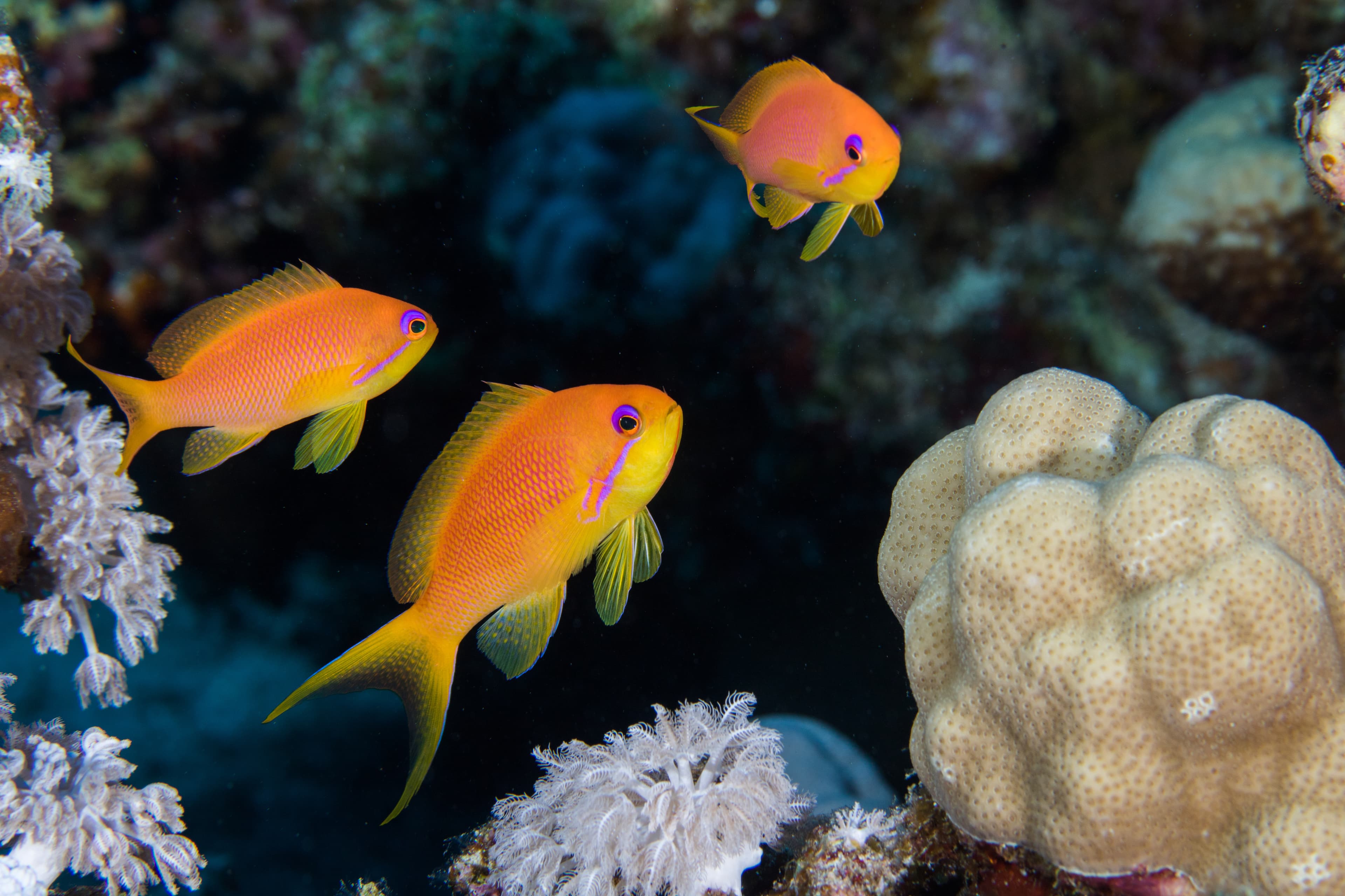 Close up of Lyretail Anthias (Pseudanthias squamipinnis) females