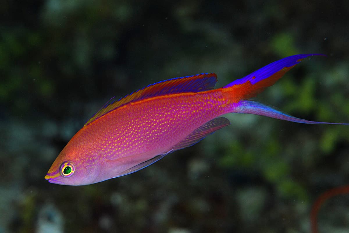 Princess Anthias (Pseudanthias smithvanizi)