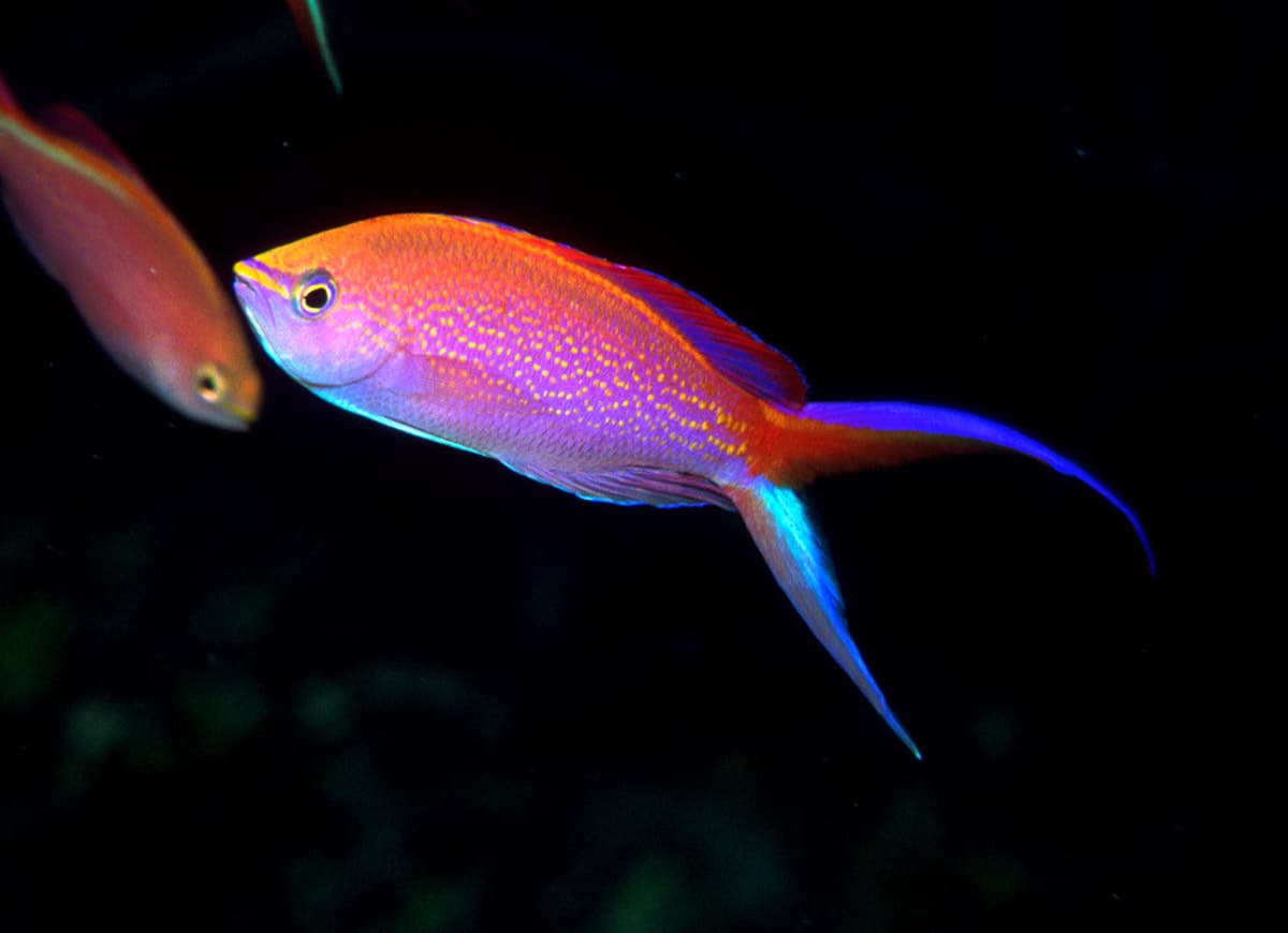 Princess Anthias (Pseudanthias smithvanizi)