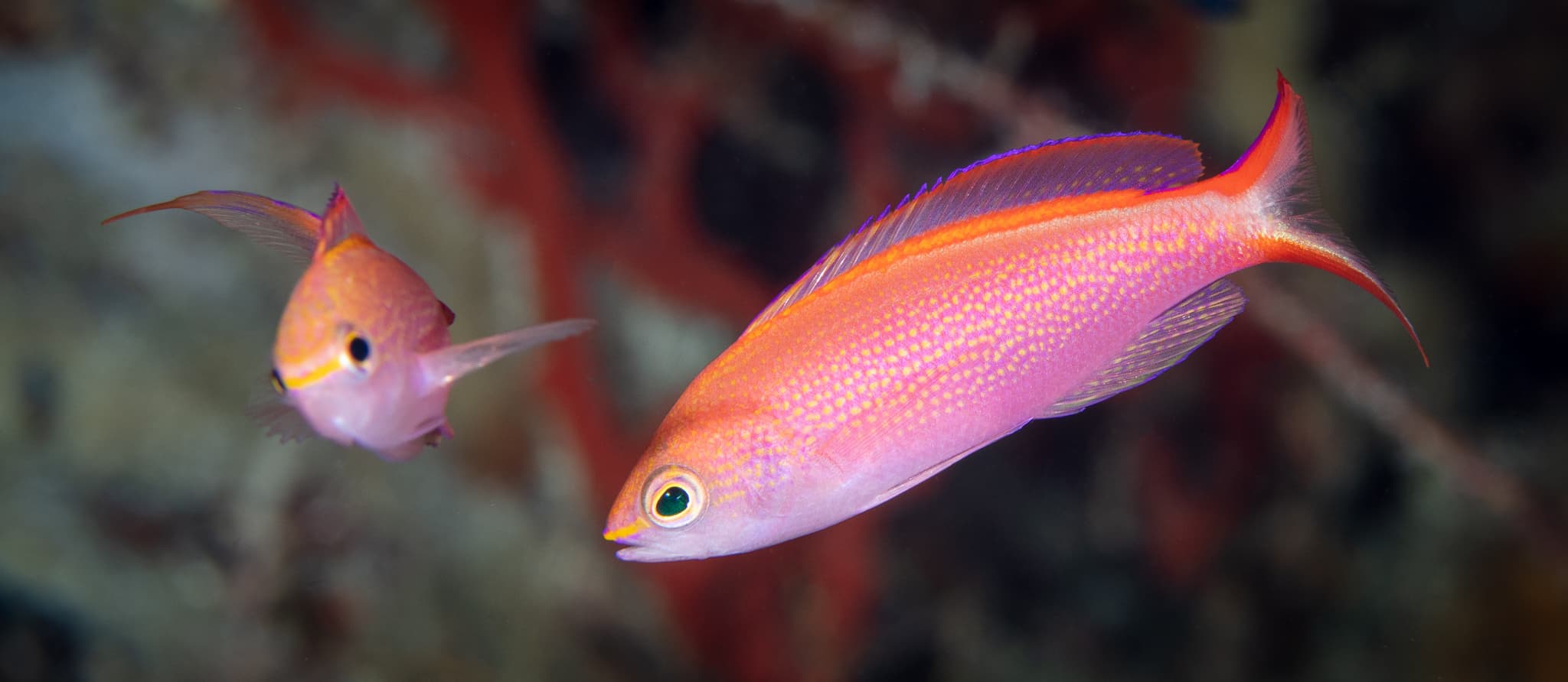 Princess Anthias (Pseudanthias smithvanizi)