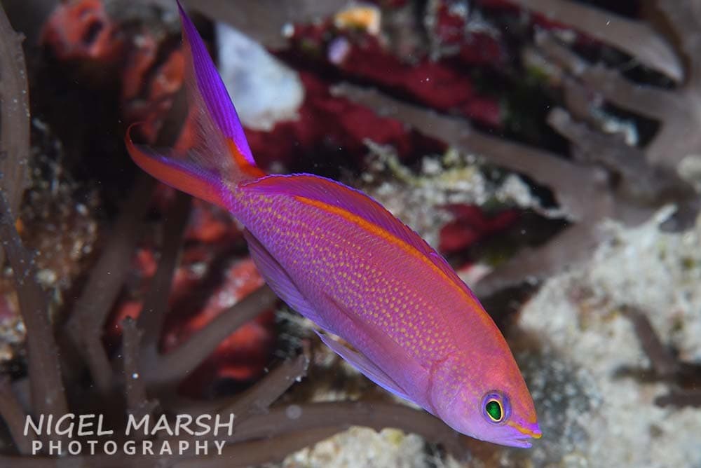 Princess Anthias (Pseudanthias smithvanizi)