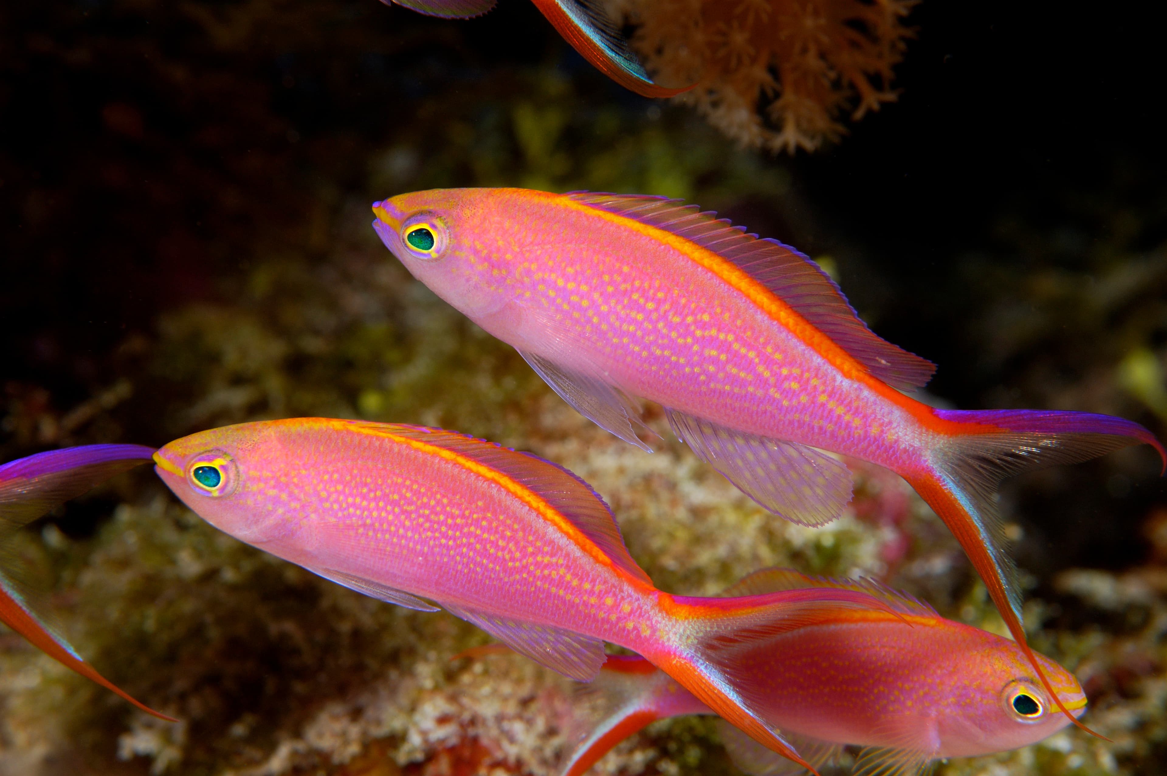 Princess Anthias (Pseudanthias smithvanizi) females, Kosrae Micronesia