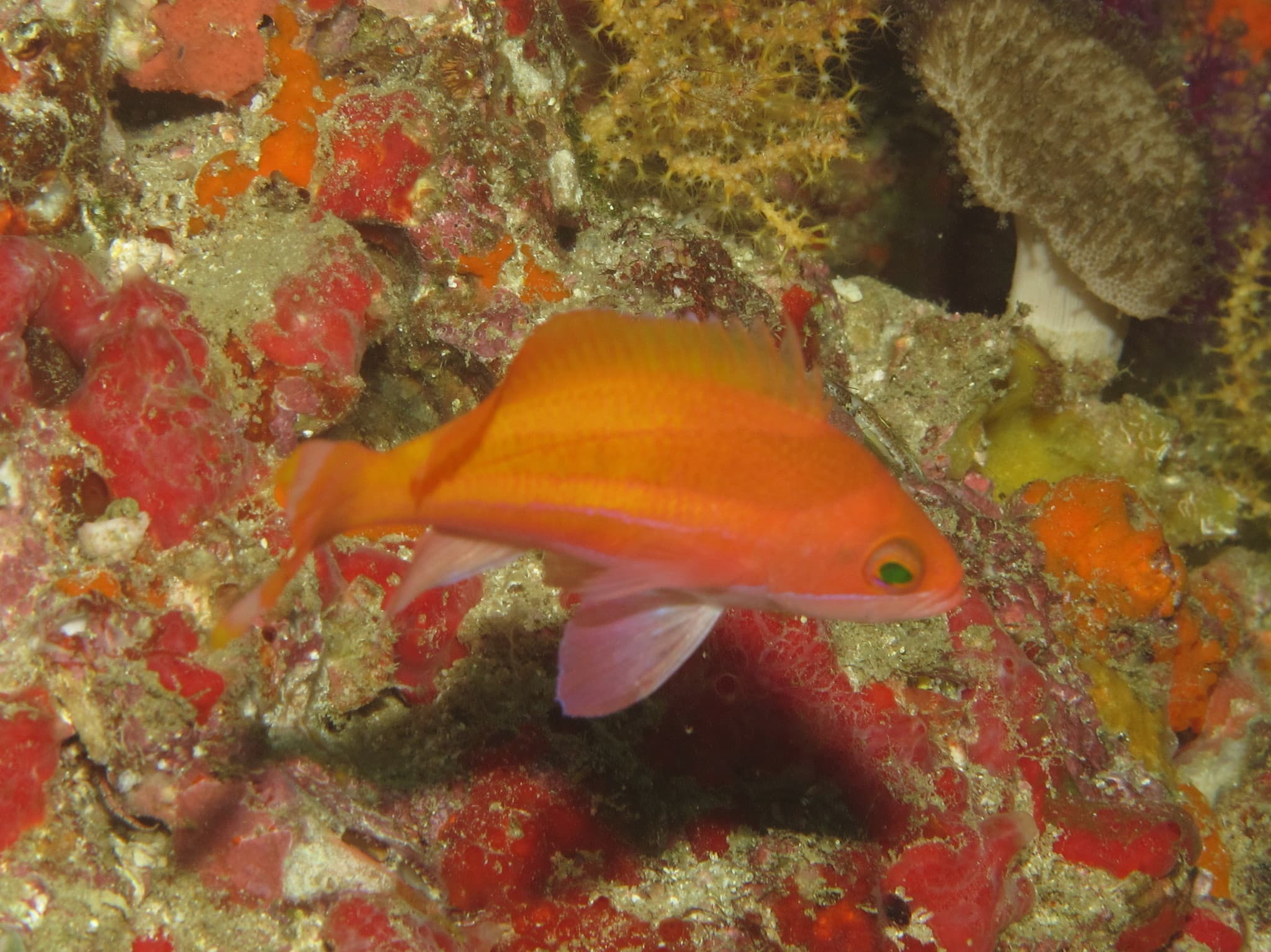 Townsend's Anthias (Pseudanthias townsendi)