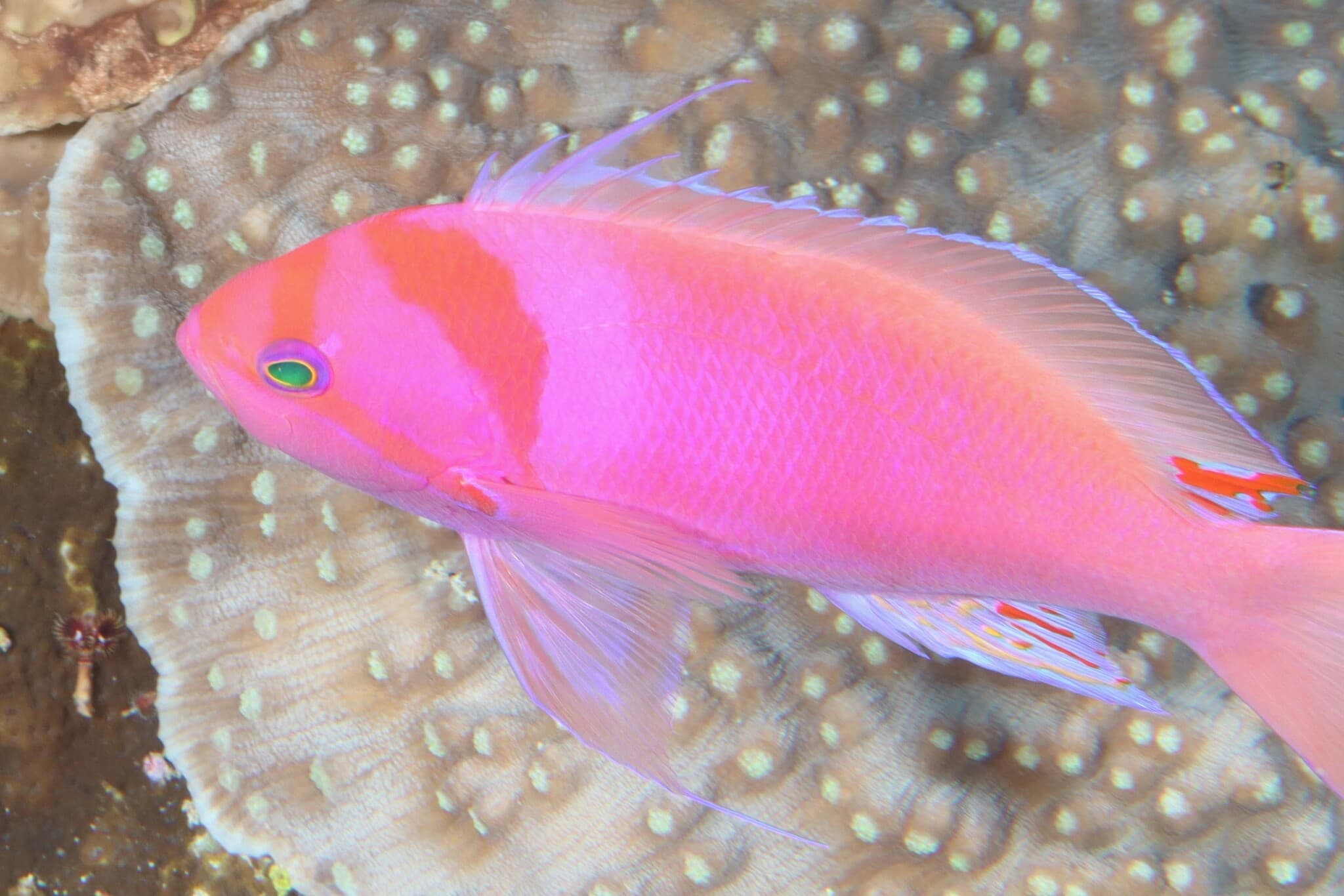 Shen's Anthias (Pseudanthias sheni)