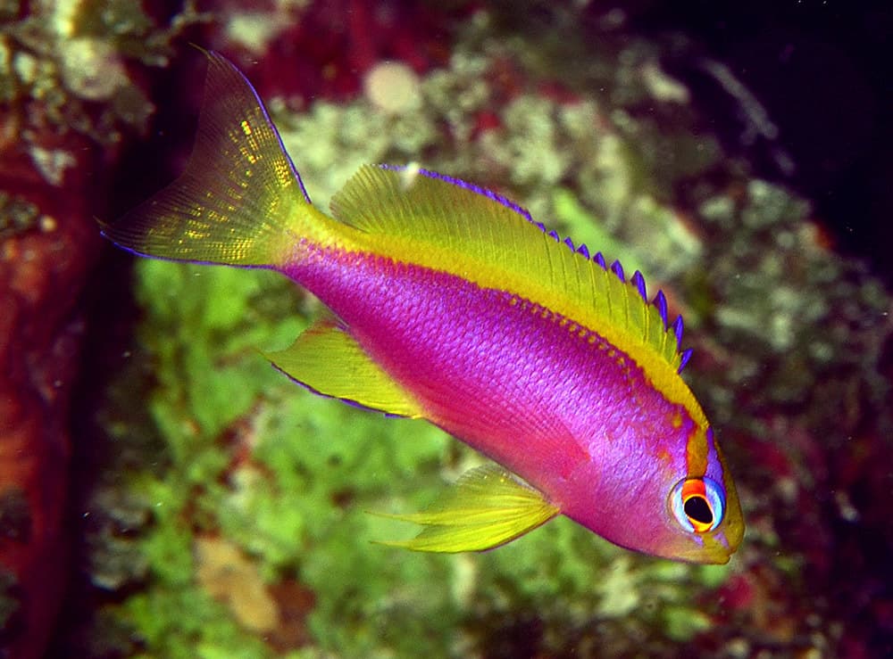 Female Longfin Anthias (Pseudanthias ventralis)