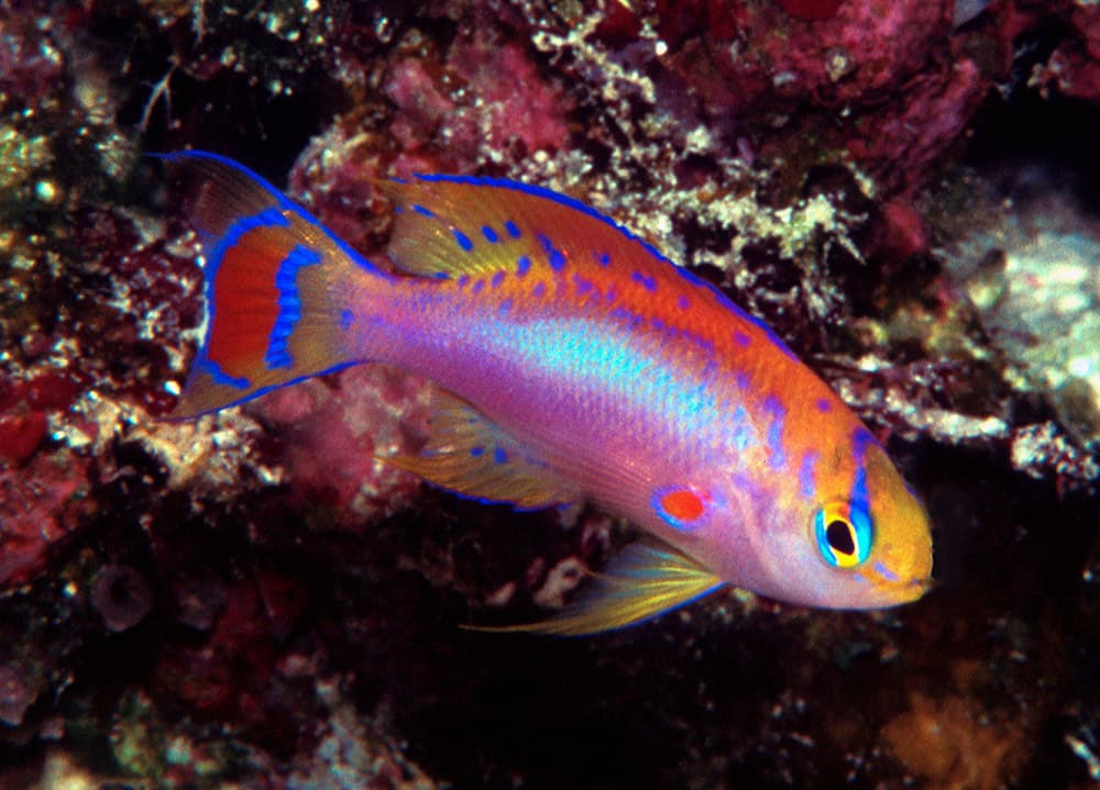 Male Longfin Anthias (Pseudanthias ventralis)