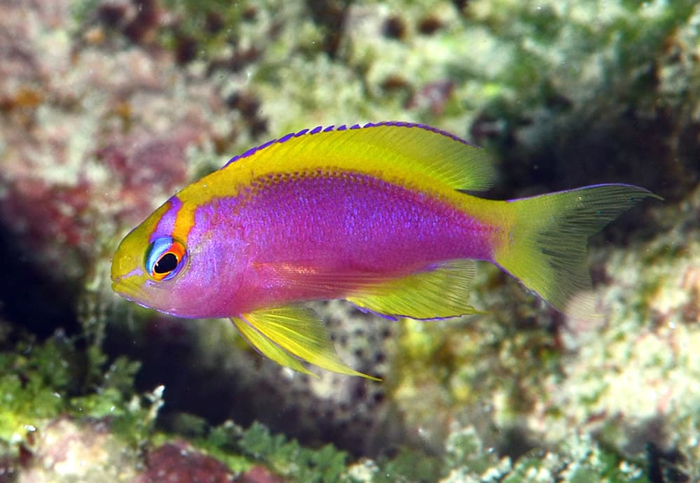 Female Longfin Anthias (Pseudanthias ventralis)