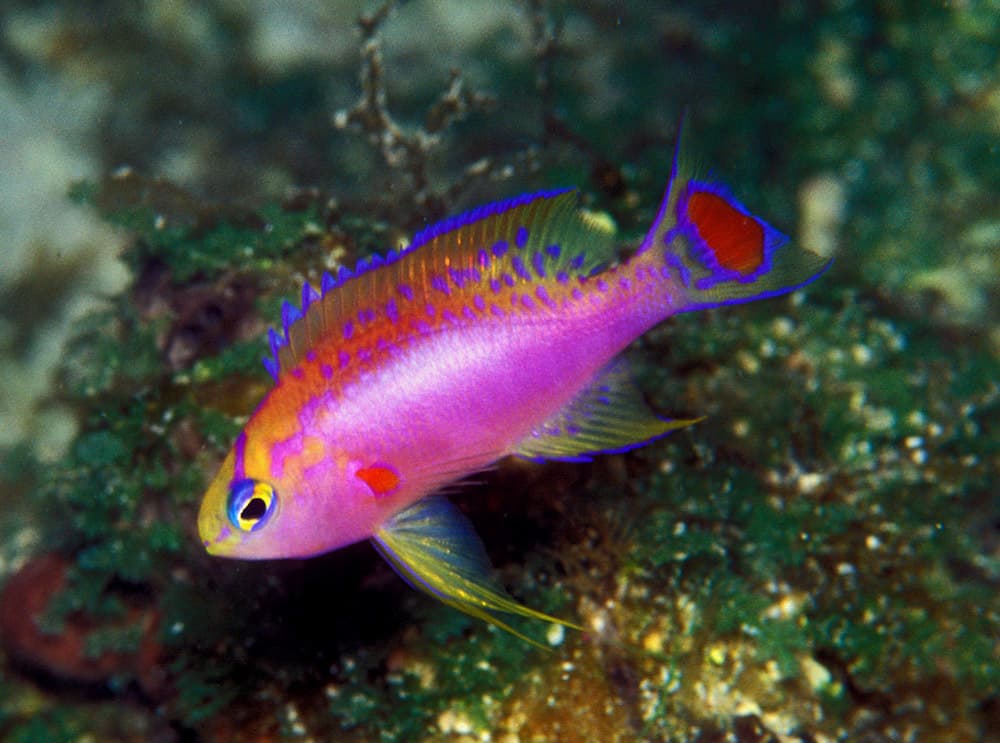 Male Longfin Anthias (Pseudanthias ventralis)