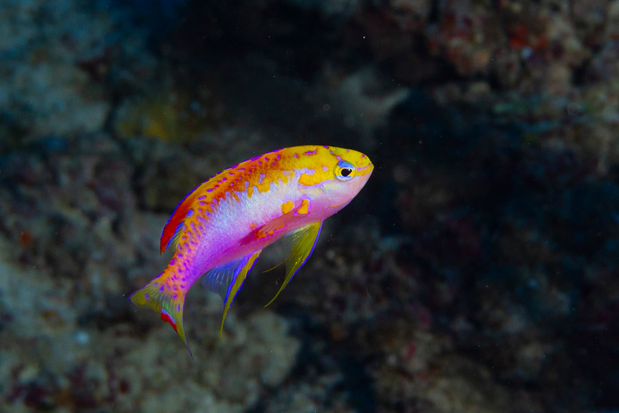 Male Longfin Anthias (Pseudanthias ventralis)