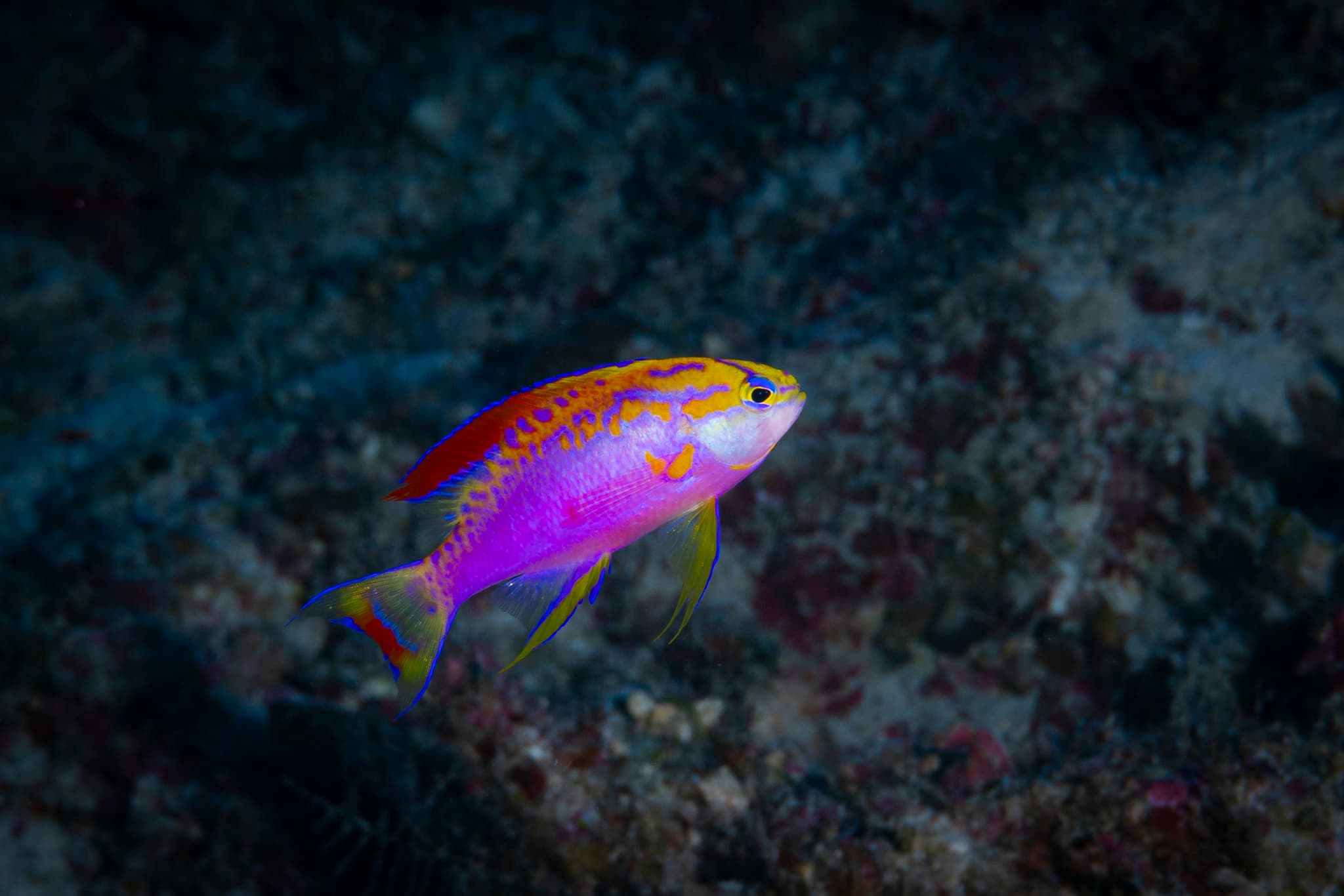 Male Longfin Anthias (Pseudanthias ventralis)