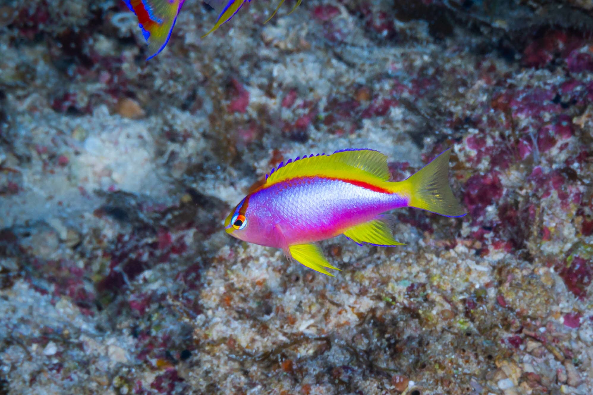 Female Longfin Anthias (Pseudanthias ventralis)