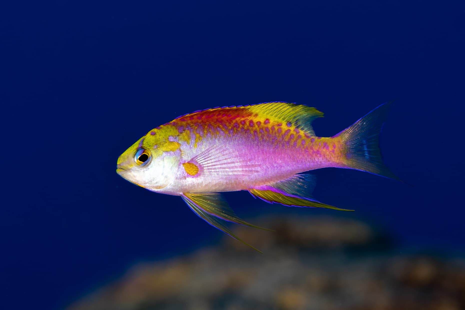 Longfin Anthias (Pseudanthias ventralis)