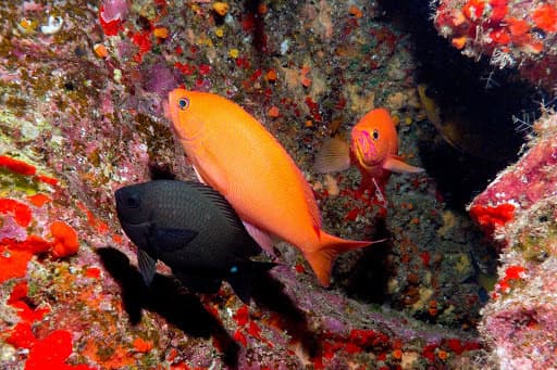 Thompson's Anthias (Pseudanthias thompsoni)