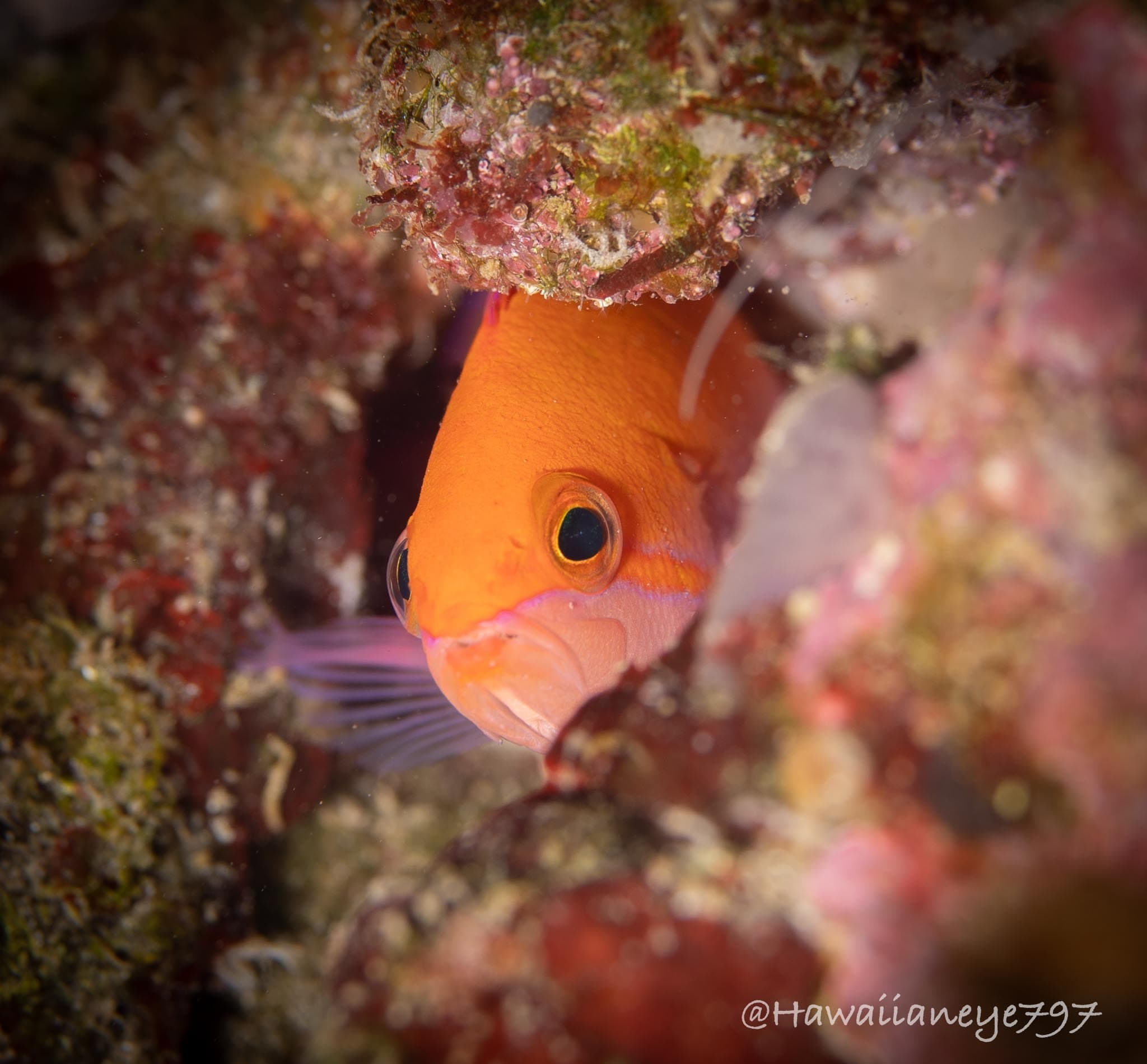 Thompson's Anthias (Pseudanthias thompsoni)