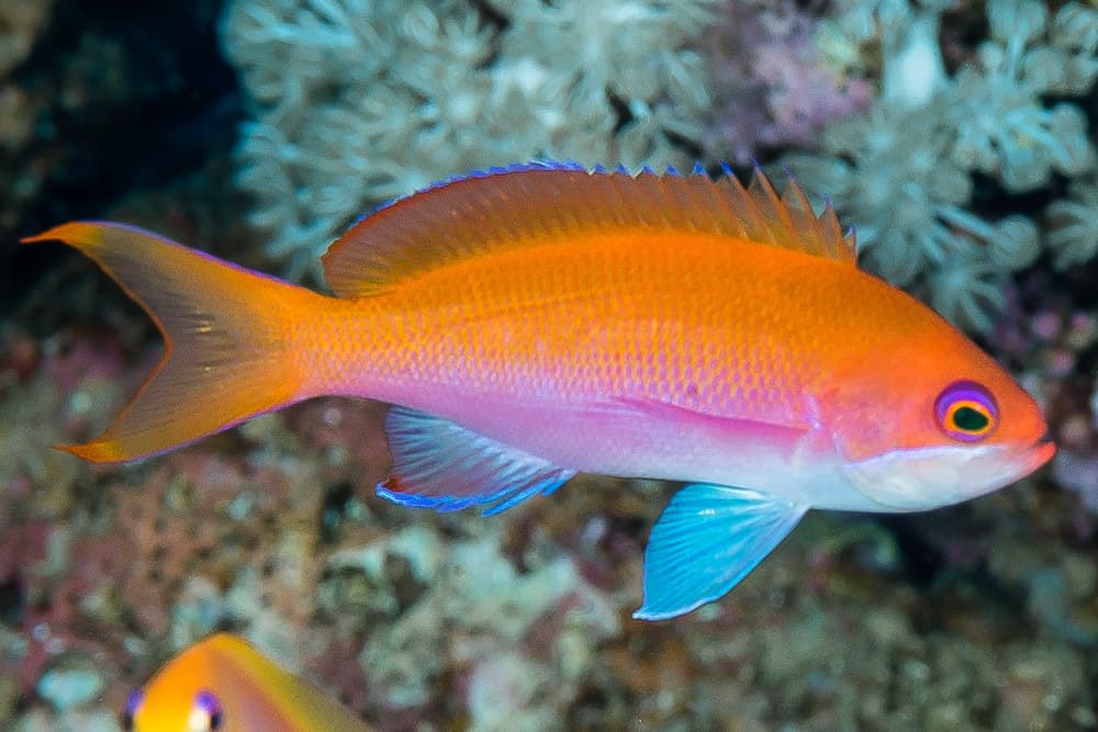 Female Red Sea Anthias (Pseudanthias taeniatus)