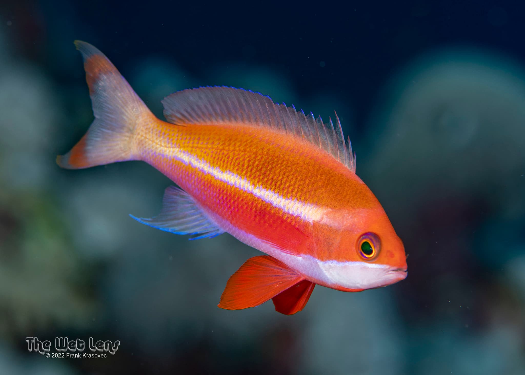 Male Red Sea Anthias (Pseudanthias taeniatus)