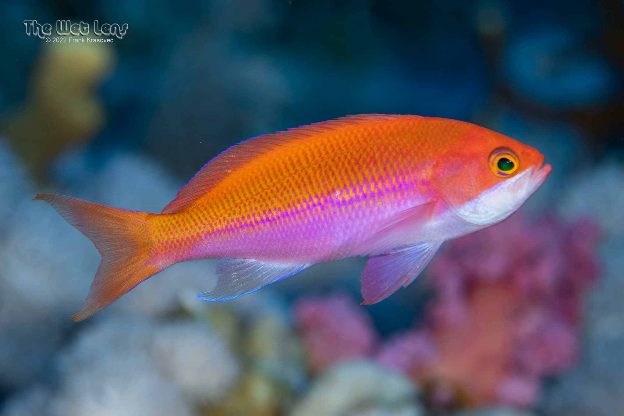 Red Sea Anthias (Pseudanthias taeniatus)