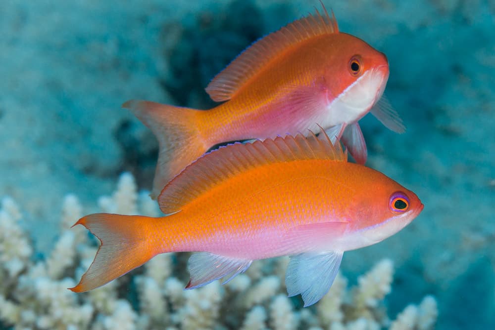 Red Sea Anthias (Pseudanthias taeniatus) females, Safaga, Egypt