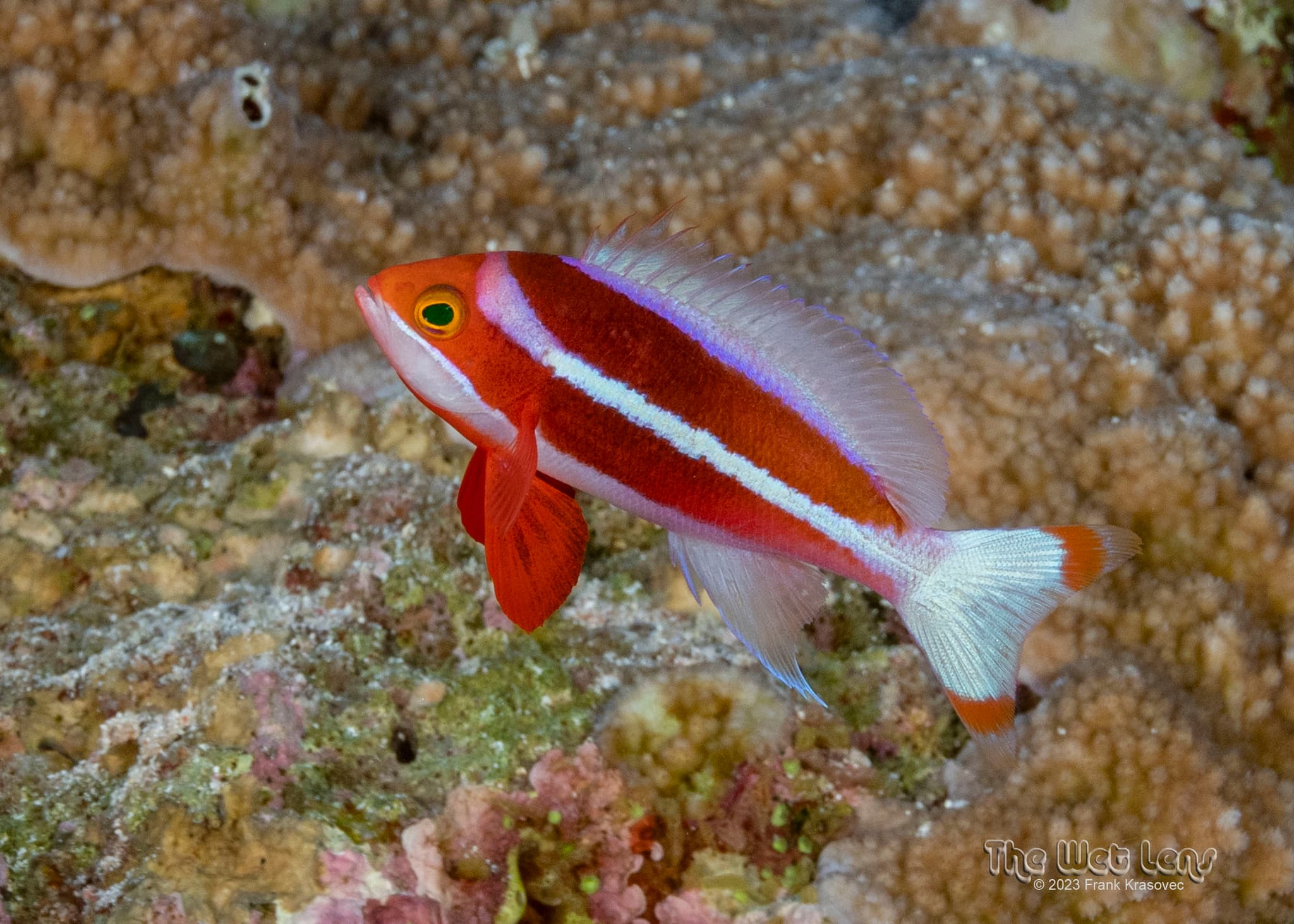 Male Red Sea Anthias (Pseudanthias taeniatus)