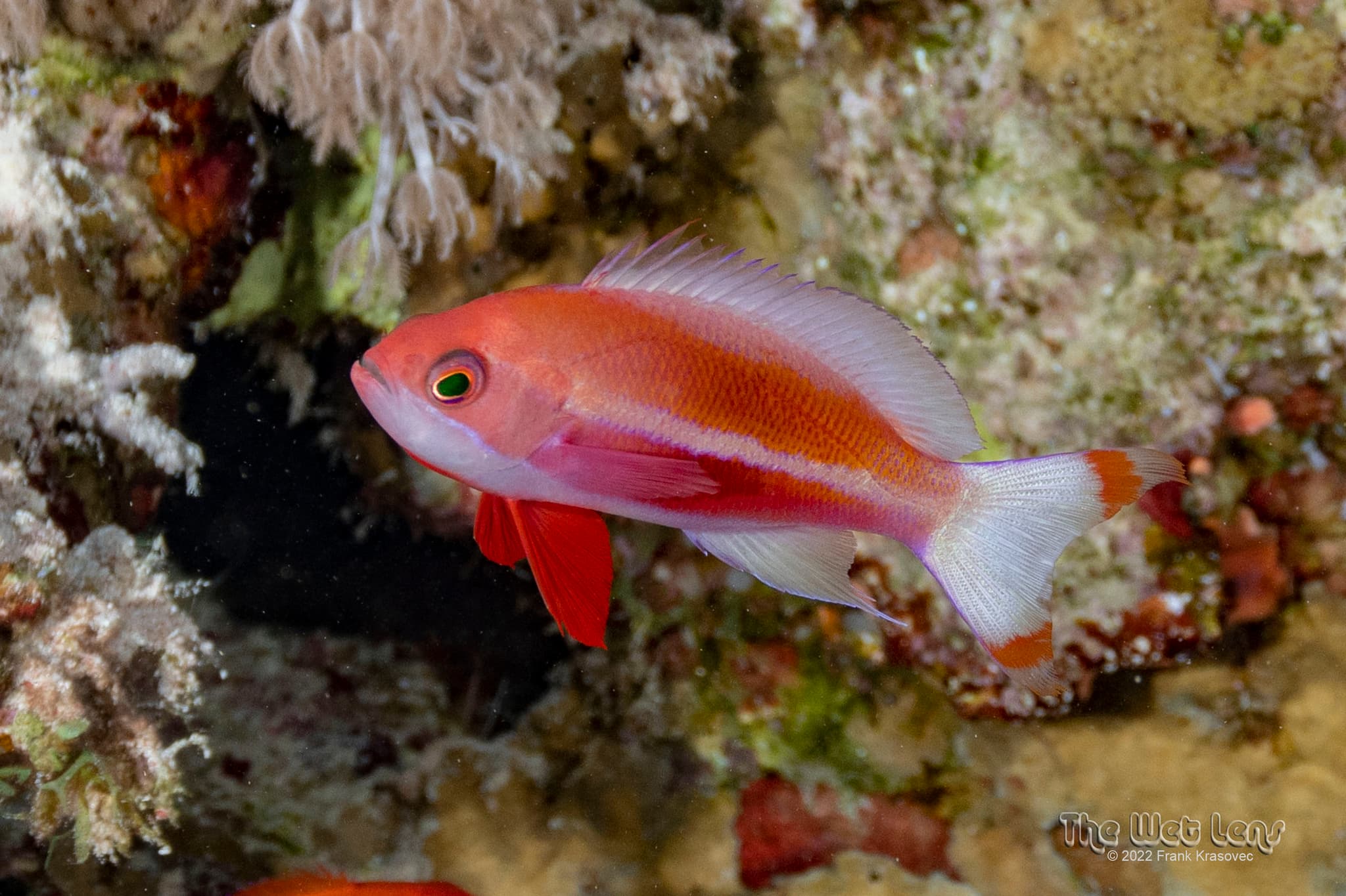 Male Red Sea Anthias (Pseudanthias taeniatus)