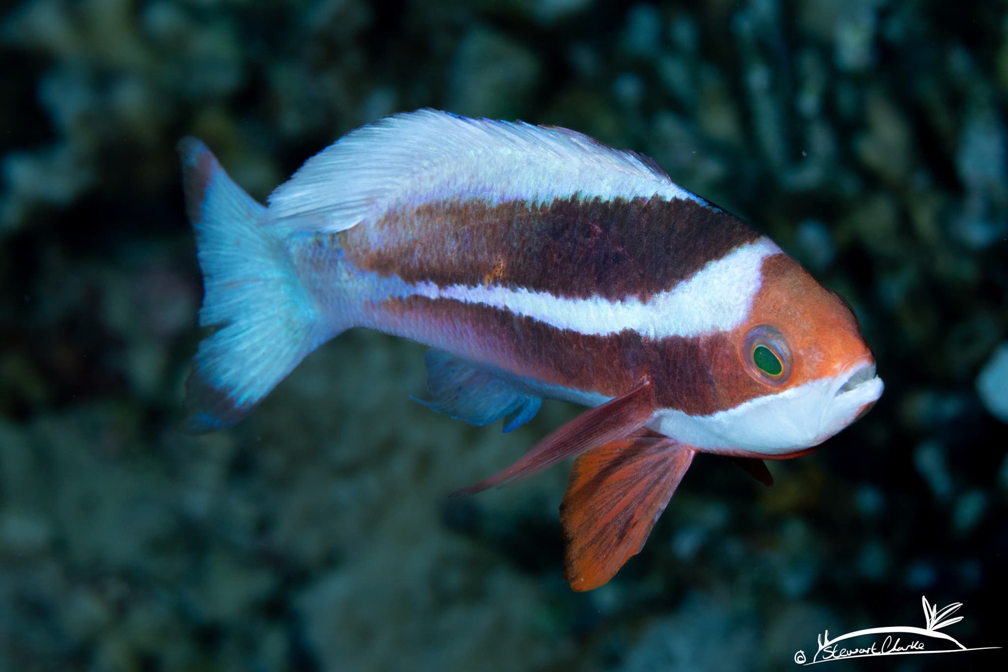 Male Red Sea Anthias (Pseudanthias taeniatus)