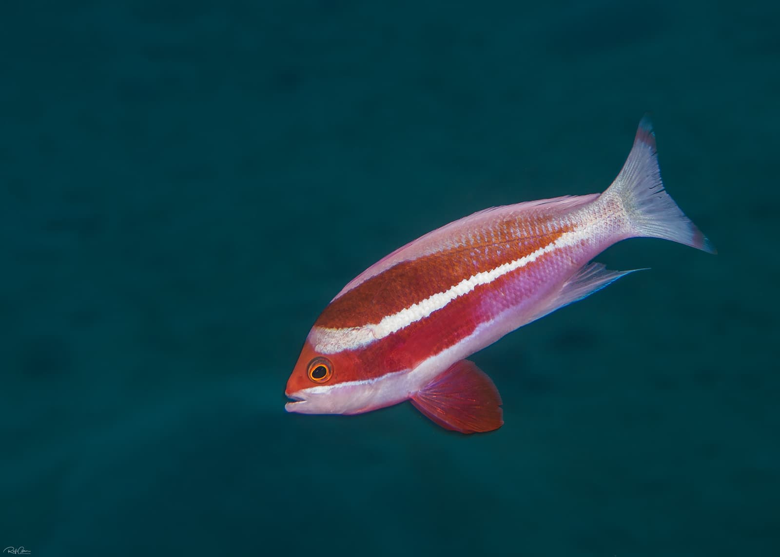 Male Red Sea Anthias (Pseudanthias taeniatus)