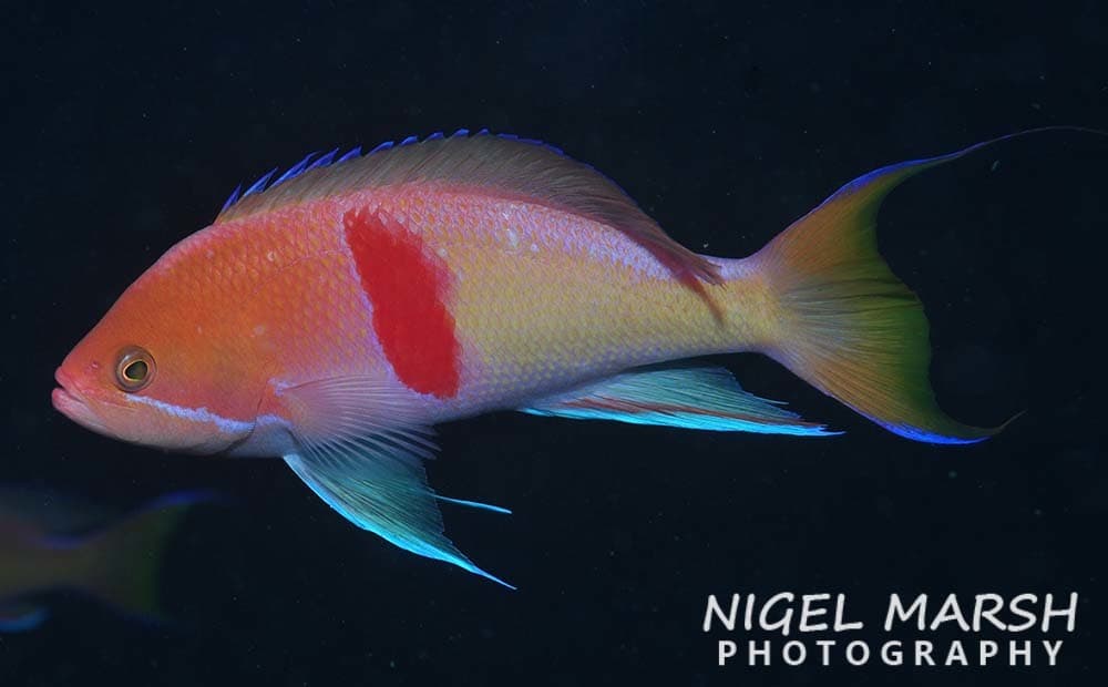 Male Redbelt Anthias (Pseudanthias rubrizonatus)