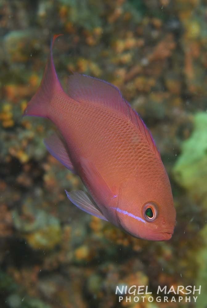 Redbelt Anthias (Pseudanthias rubrizonatus)