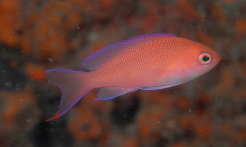 Redbelt Anthias (Pseudanthias rubrizonatus)