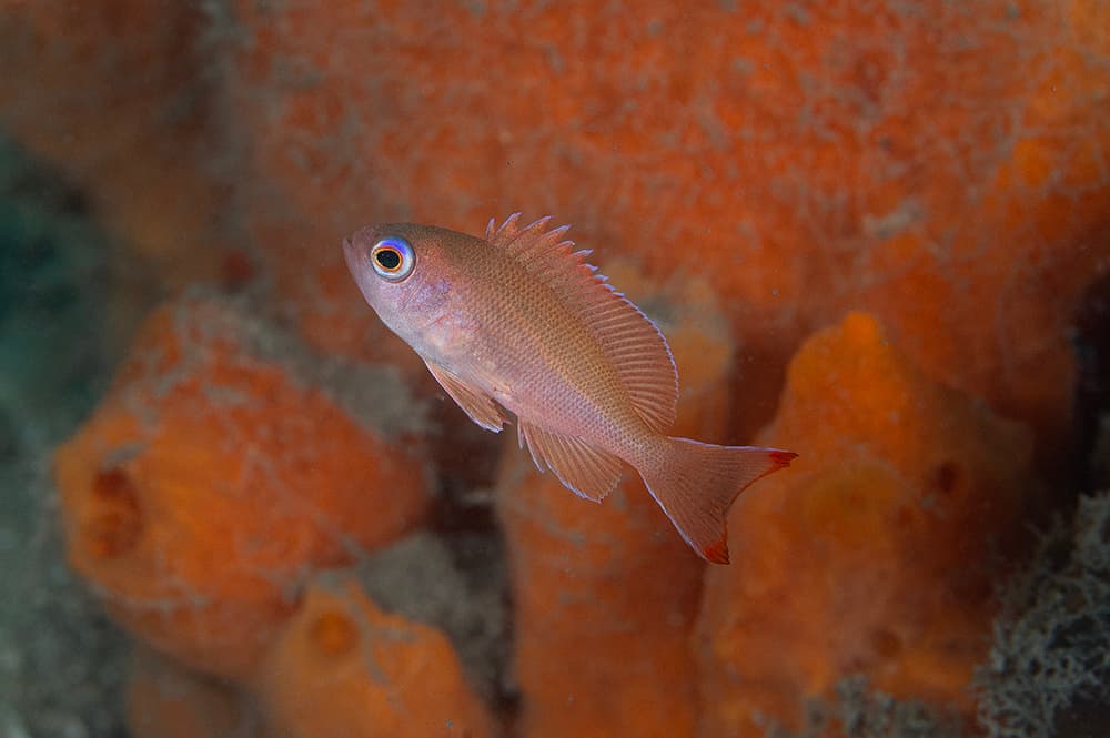 Juvenile Redbelt Anthias (Pseudanthias rubrizonatus)