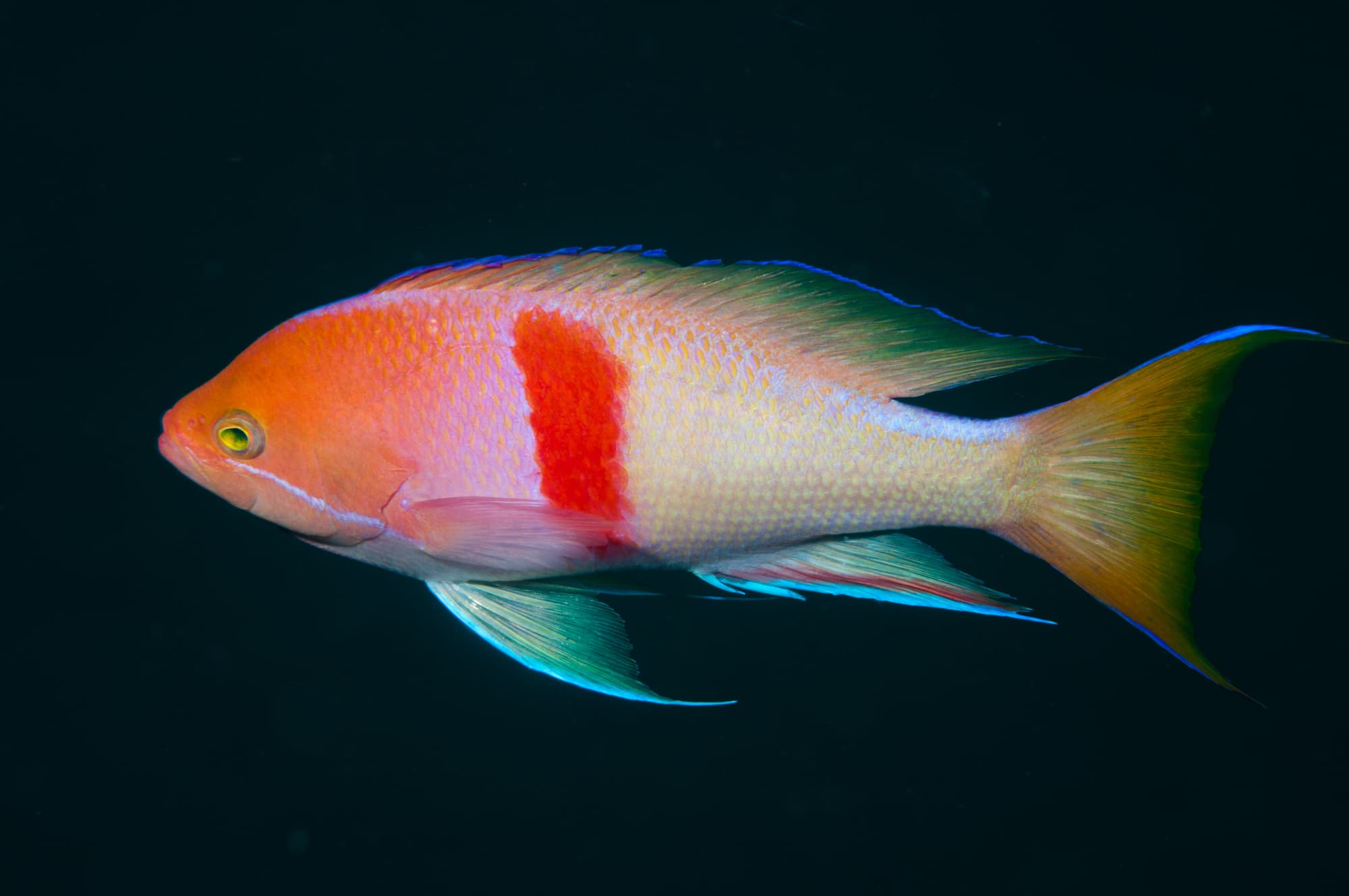 Male Redbelt Anthias (Pseudanthias rubrizonatus)