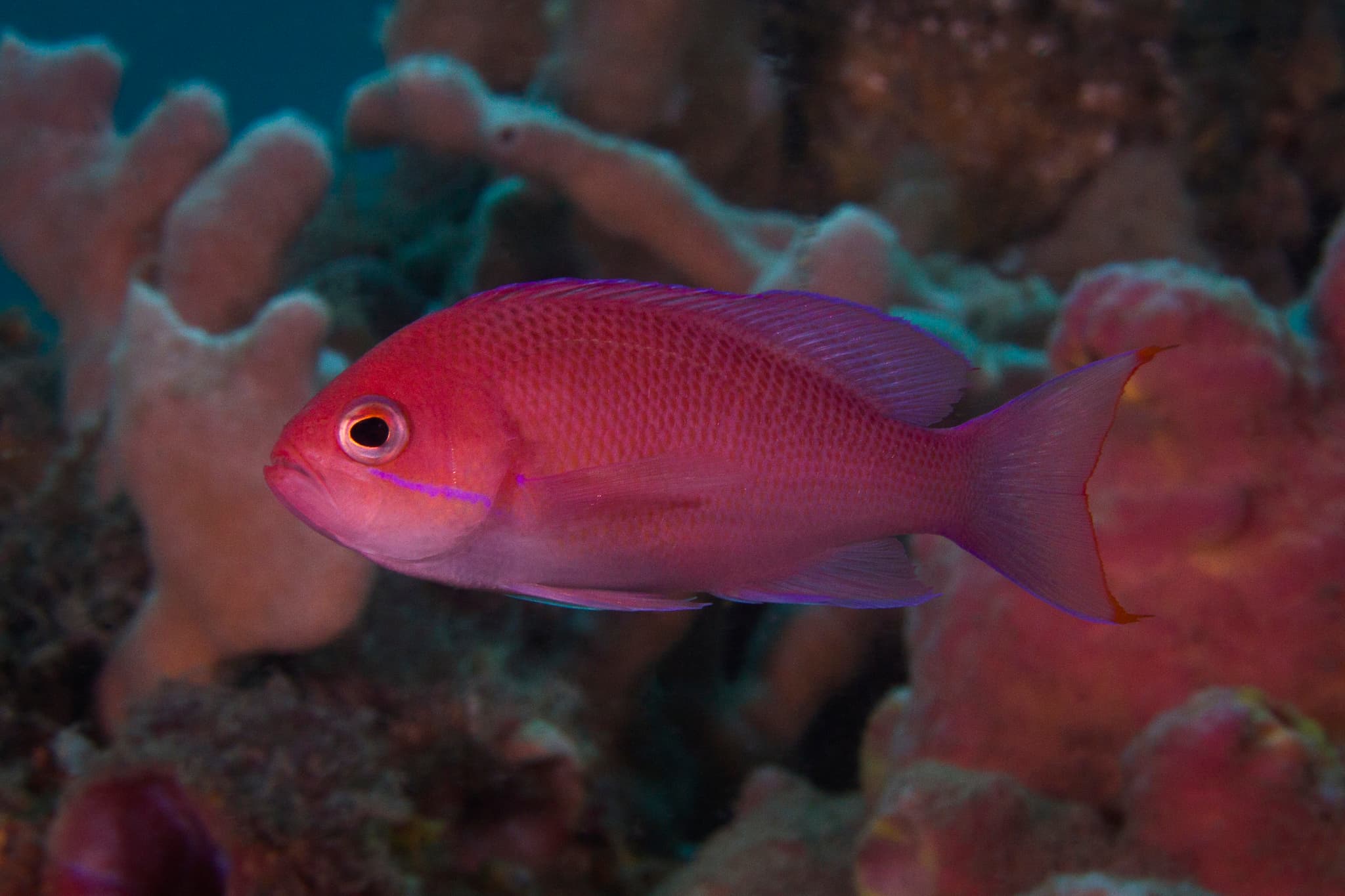 Redbelt Anthias (Pseudanthias rubrizonatus)