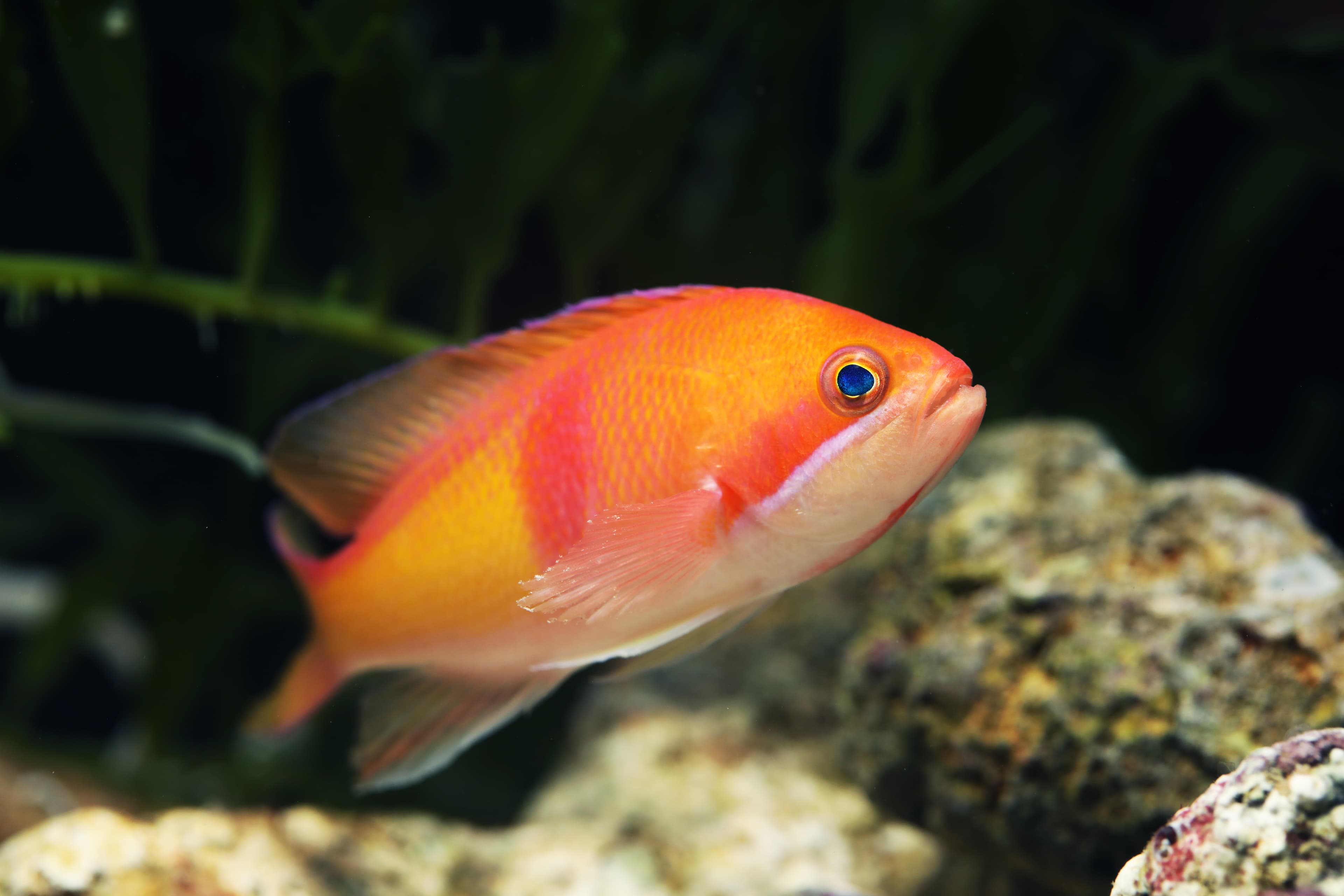 Male Redbelt Anthias (Pseudanthias rubrizonatus)